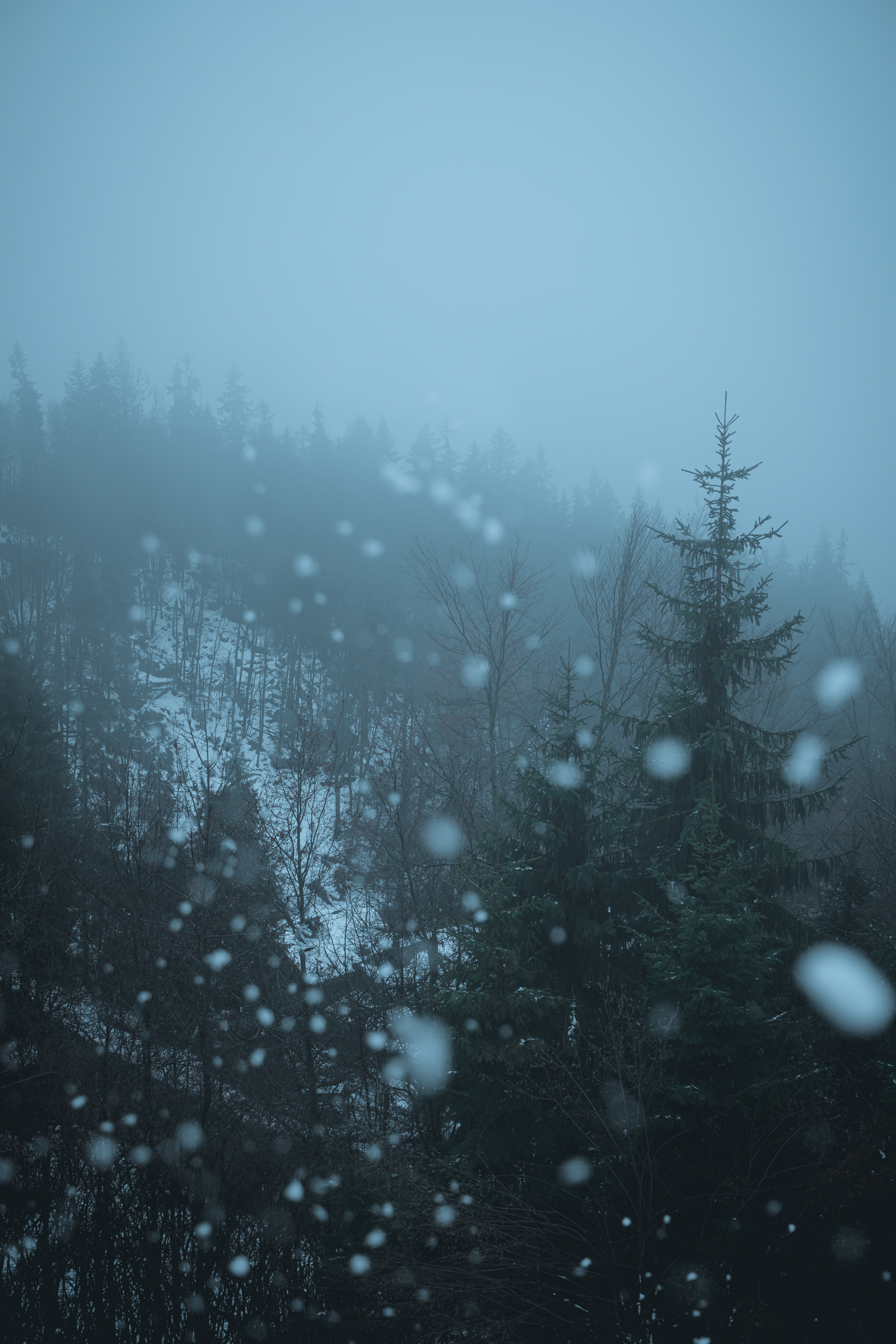 Laden Sie das Nebel, Boquet, Bokeh, Bäume, Blendung, Natur, Wald-Bild kostenlos auf Ihren PC-Desktop herunter