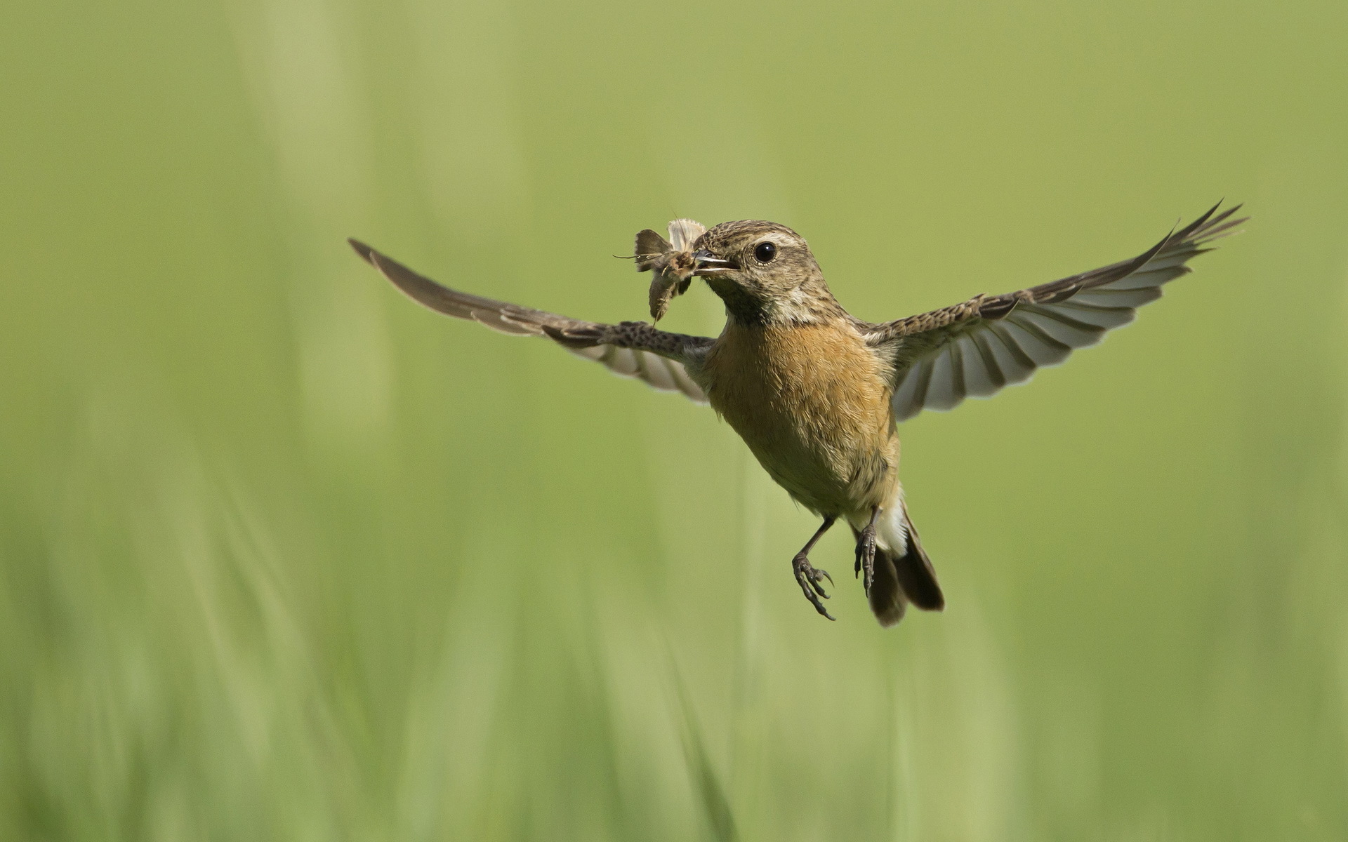 Free download wallpaper Birds, Bird, Animal on your PC desktop