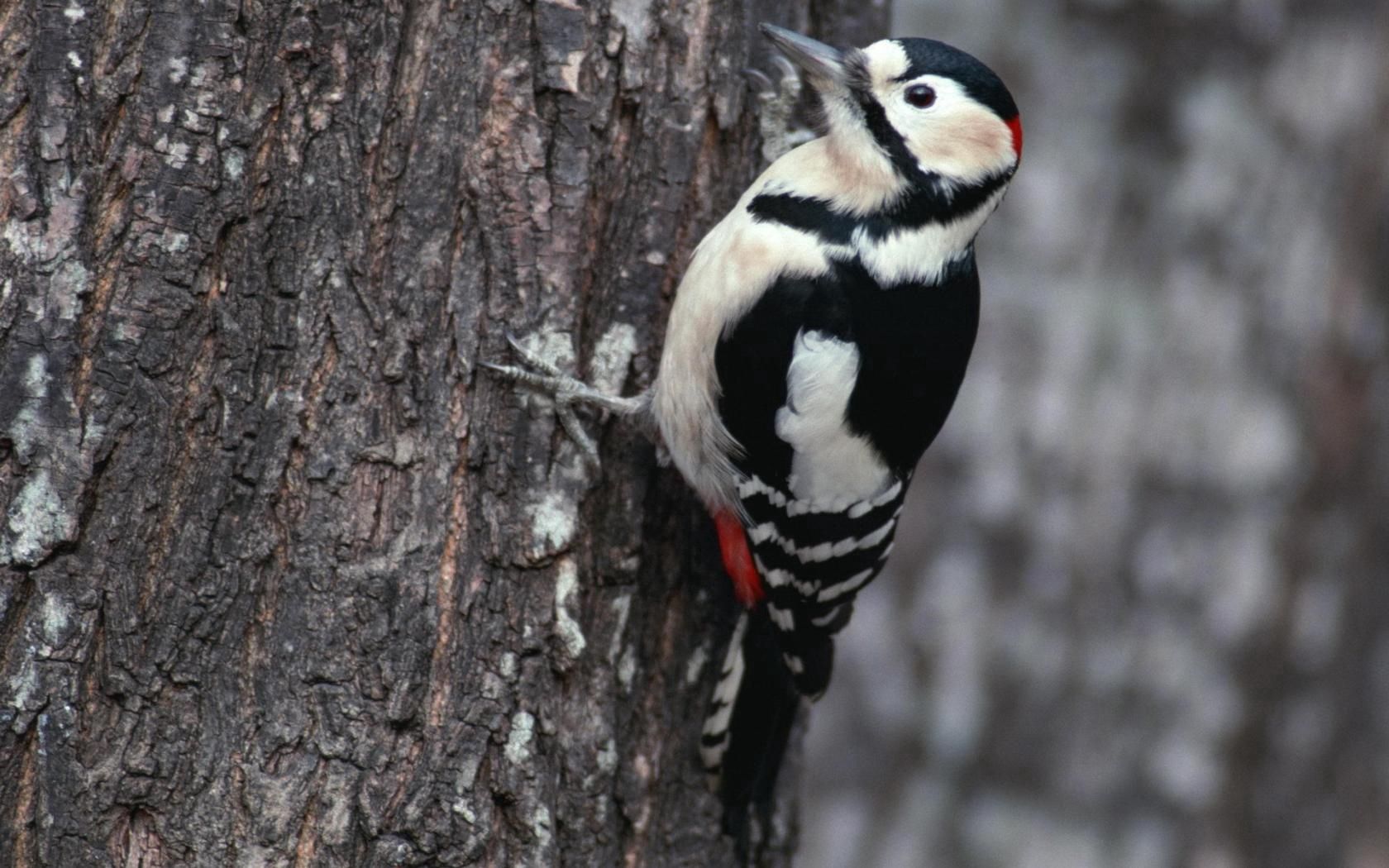Download mobile wallpaper Woodpecker, Animals, Branches, Bird for free.