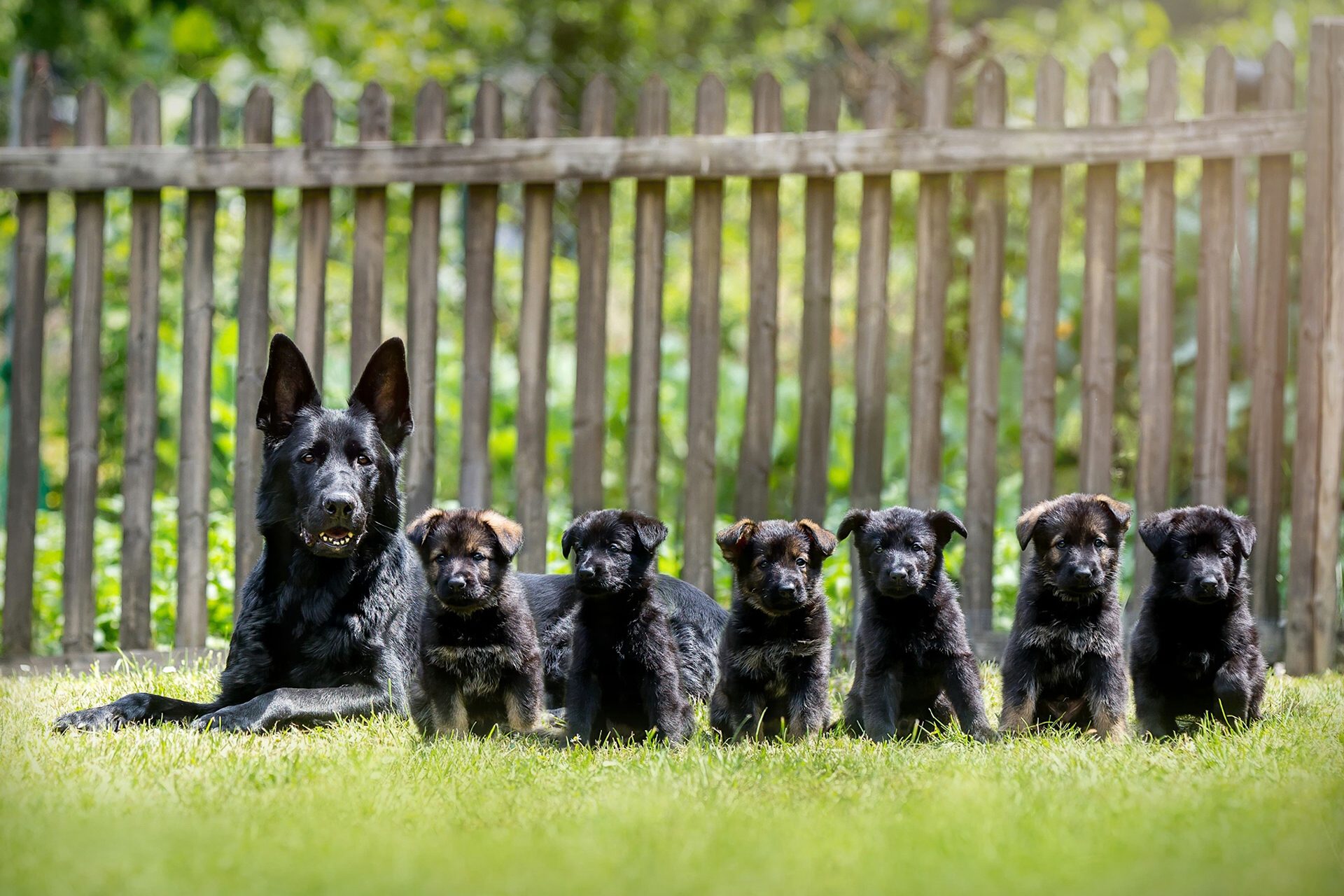 Download mobile wallpaper Dogs, Grass, Dog, Fence, Animal, Puppy, German Shepherd, Baby Animal for free.