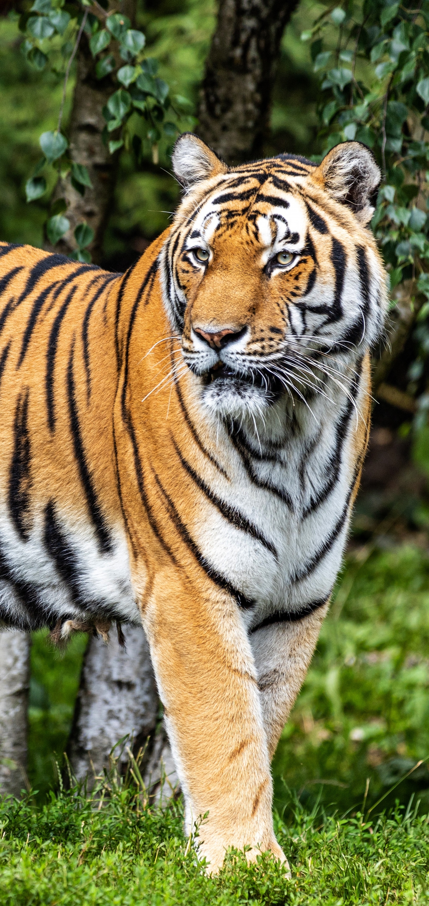 Baixar papel de parede para celular de Animais, Gatos, Tigre gratuito.