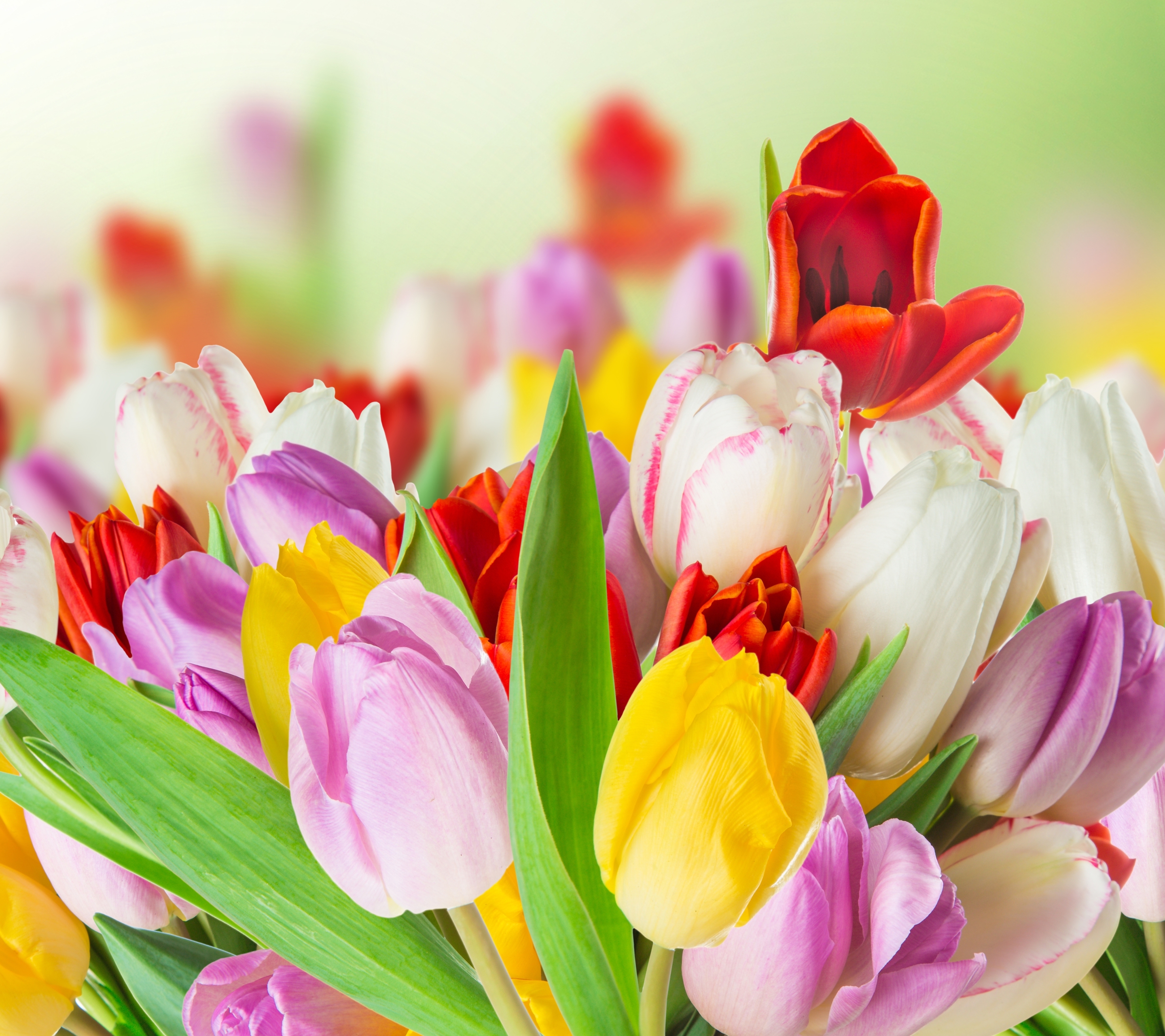 無料モバイル壁紙自然, フラワーズ, チューリップ, 花, 地球, カラフル, 春, 黄色い花, 白い花, 赤い花, 紫色の花をダウンロードします。