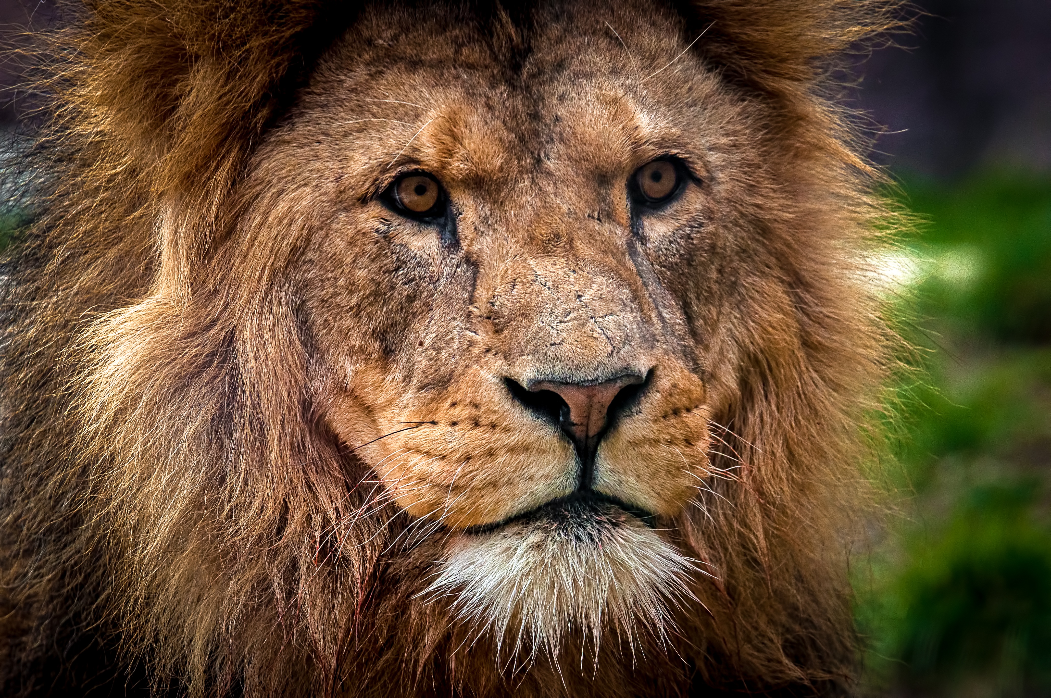 152488 baixar imagens animais, leão, focinho, fechar se, close up, um leão, predator, predador, rei das feras, rei das bestas - papéis de parede e protetores de tela gratuitamente