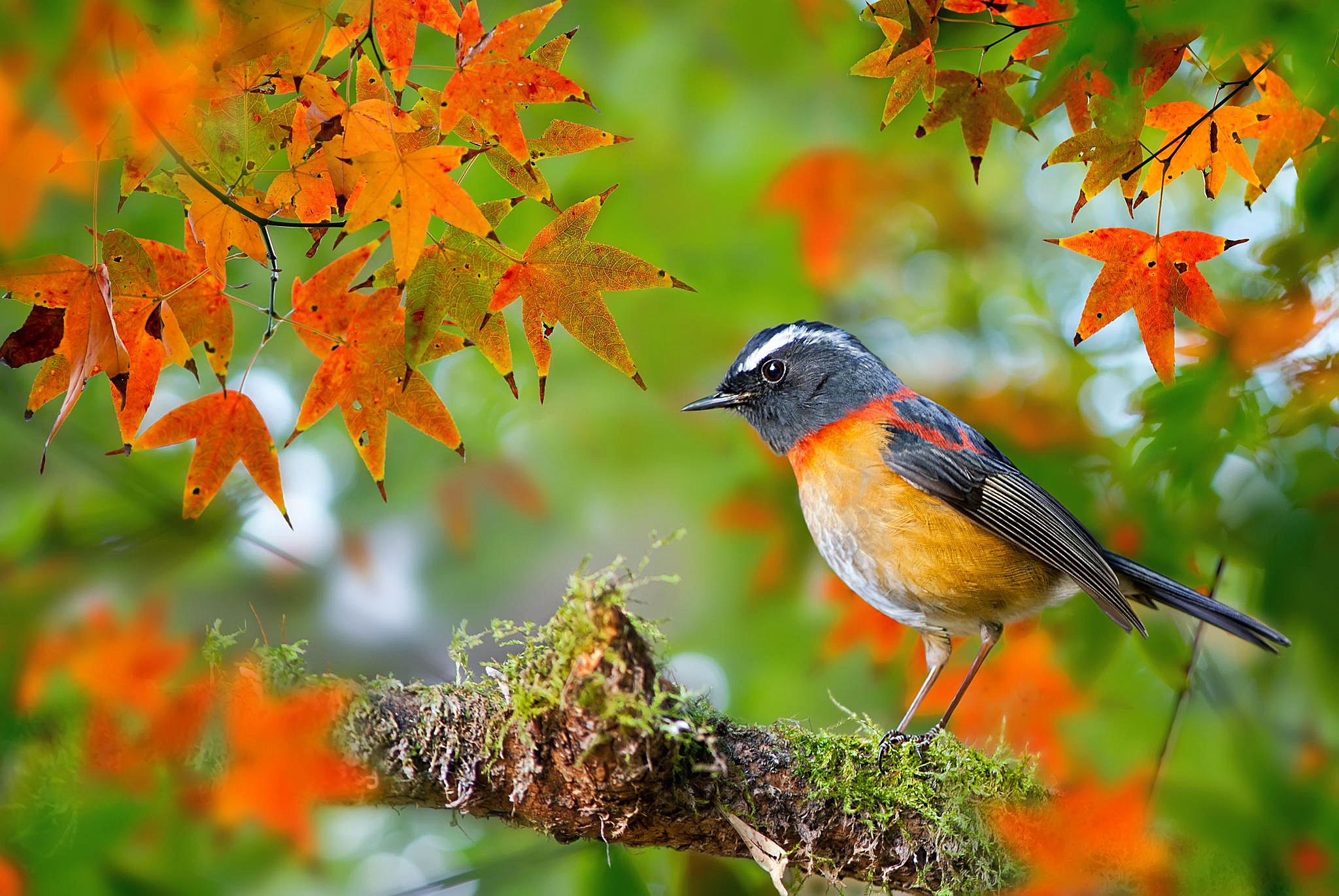 無料モバイル壁紙動物, 鳥, 秋, 葉, ブランチ, ぼかし, ロビンをダウンロードします。