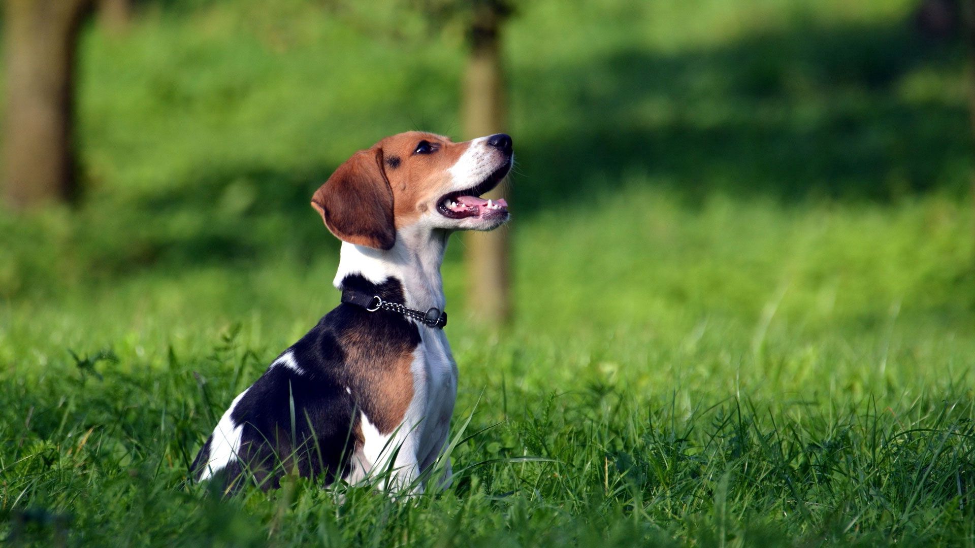 Beagle HD download for free