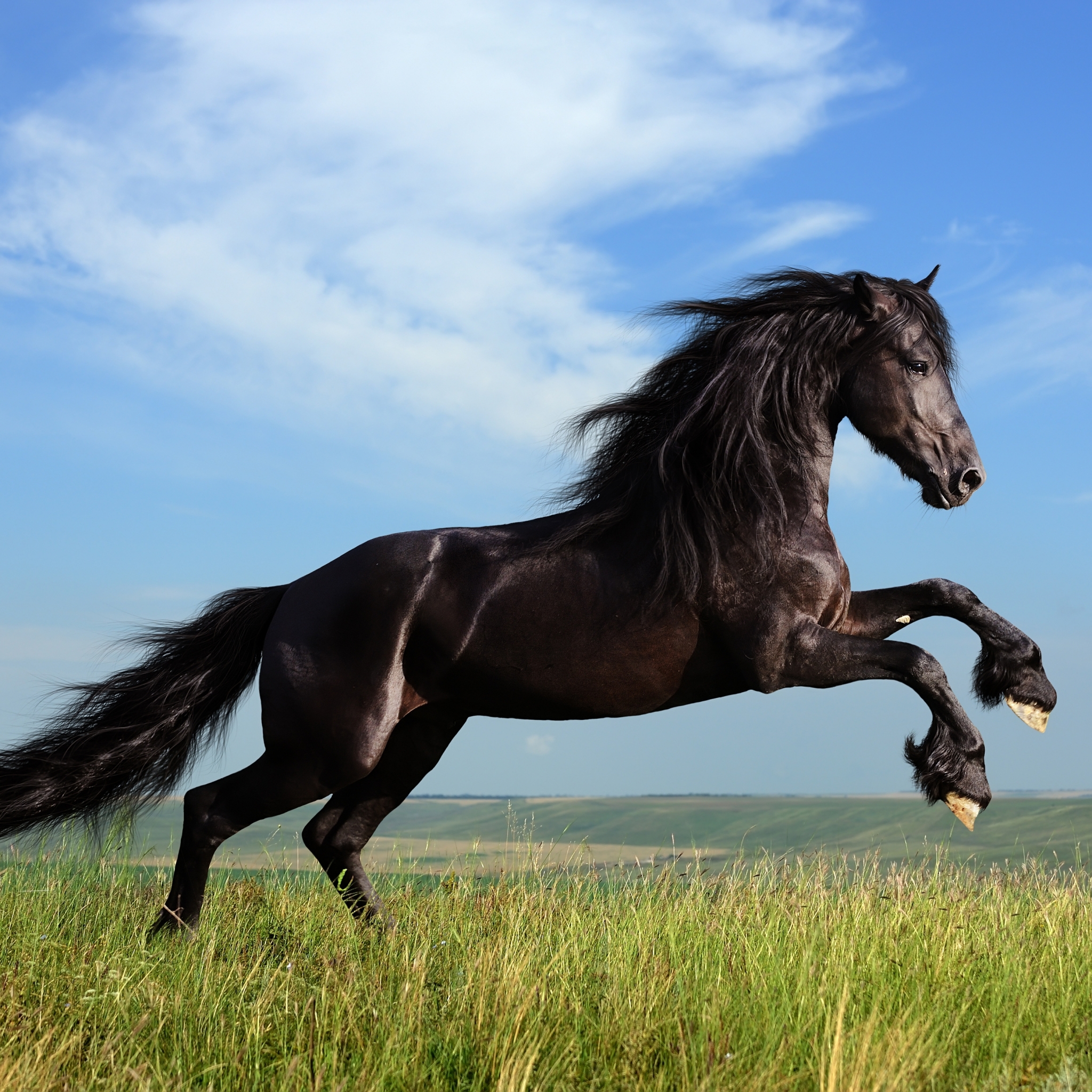 1218409 скачать обои животные, фризская лошадь, лошадь - заставки и картинки бесплатно
