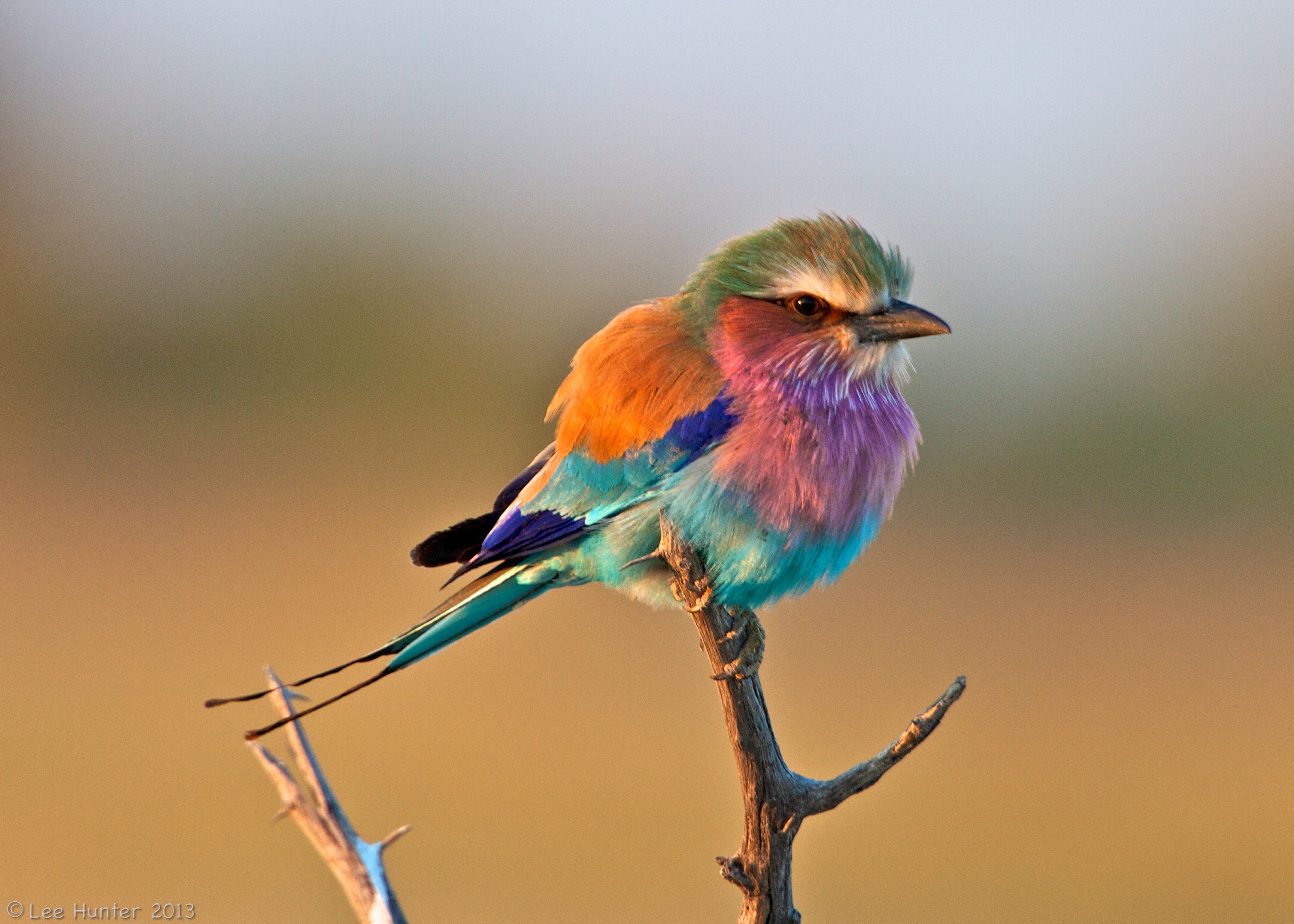 animal, lilac breasted roller, bird, birds