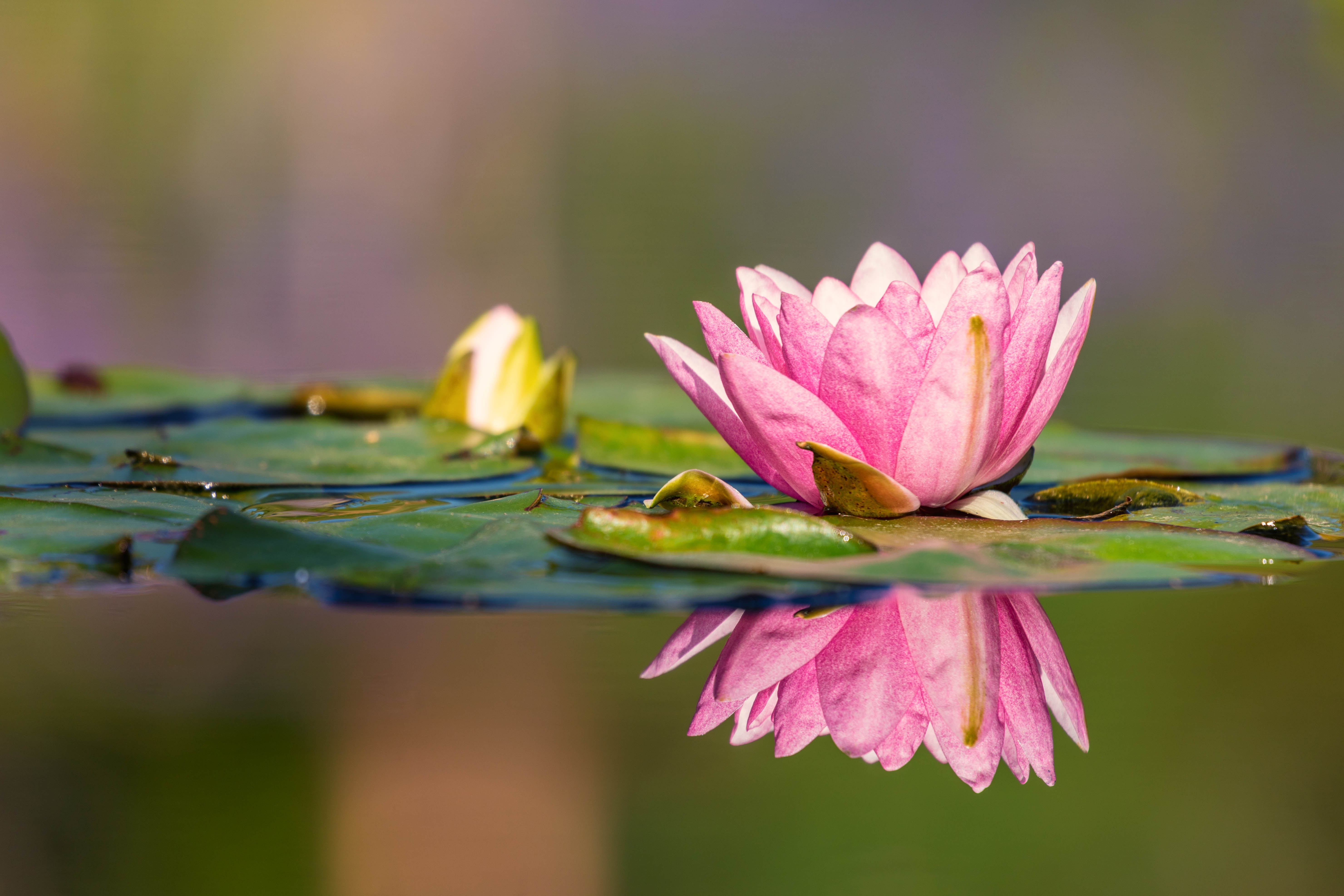 Download mobile wallpaper Flowers, Water, Reflection, Earth, Water Lily, Pink Flower for free.