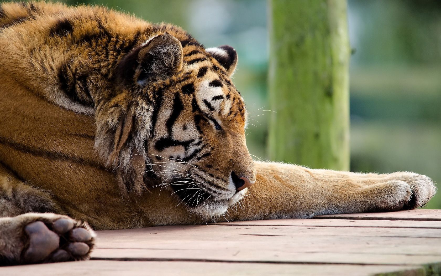 Download mobile wallpaper Muzzle, Animals, Sleep, Dream, Predator, Big Cat, Tiger for free.