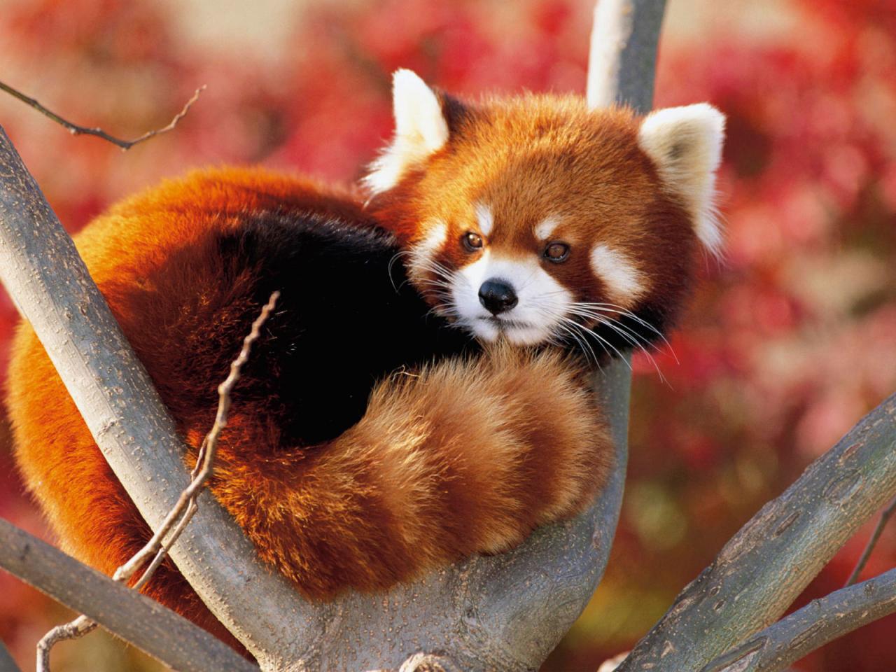 1468848 Bild herunterladen tiere, kleiner panda - Hintergrundbilder und Bildschirmschoner kostenlos