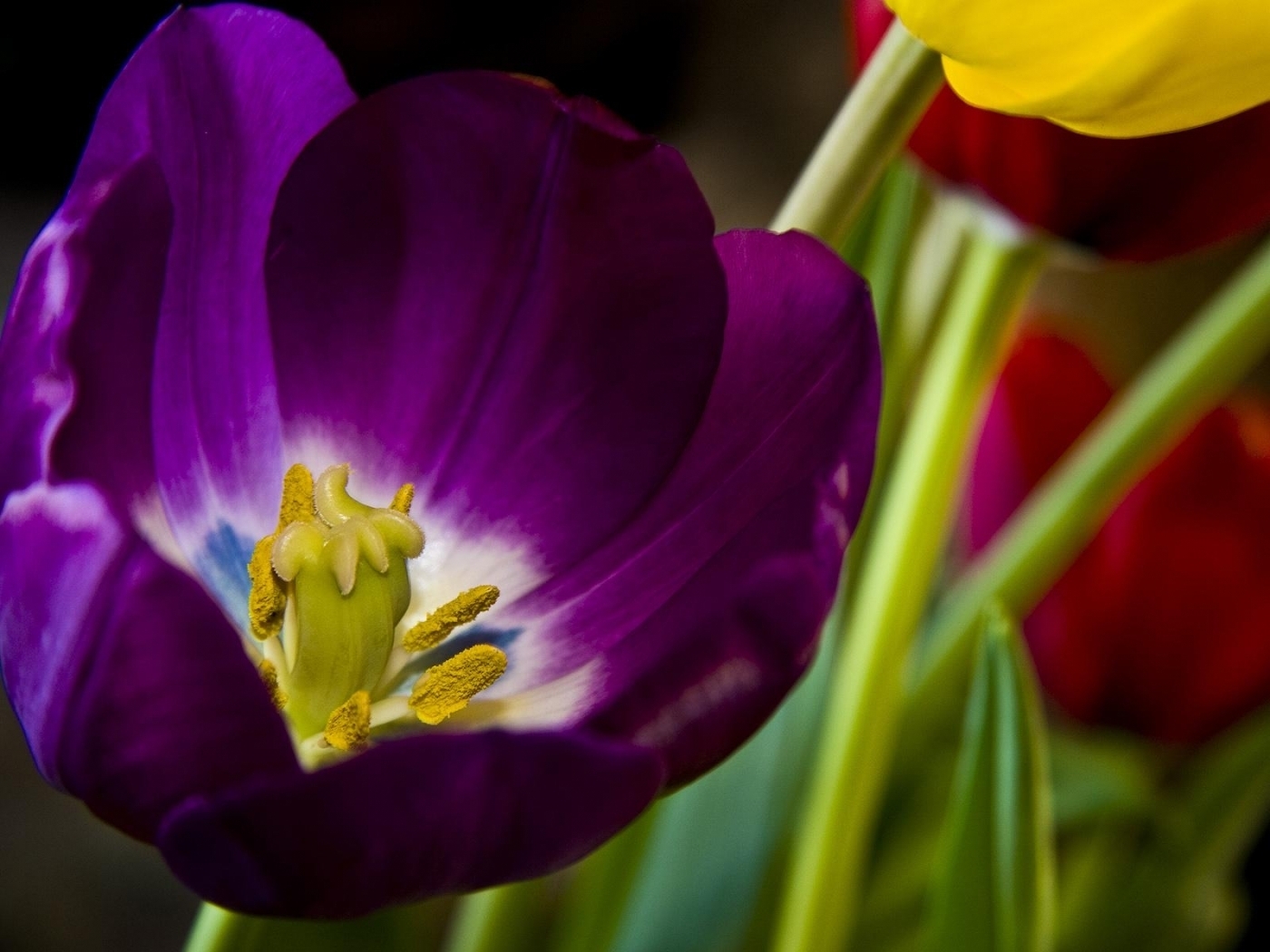 Laden Sie das Tulpen, Pflanzen, Blumen-Bild kostenlos auf Ihren PC-Desktop herunter
