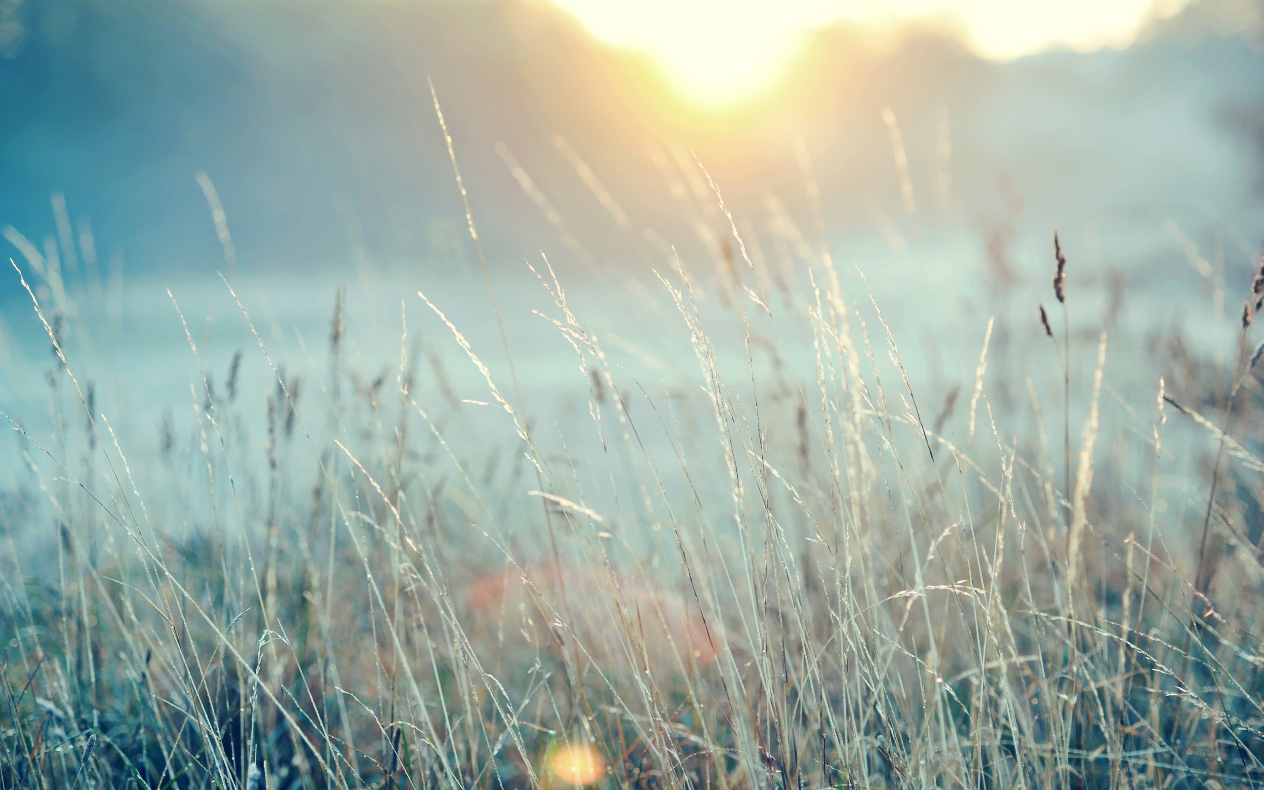 Laden Sie das Gras, Erde/natur-Bild kostenlos auf Ihren PC-Desktop herunter