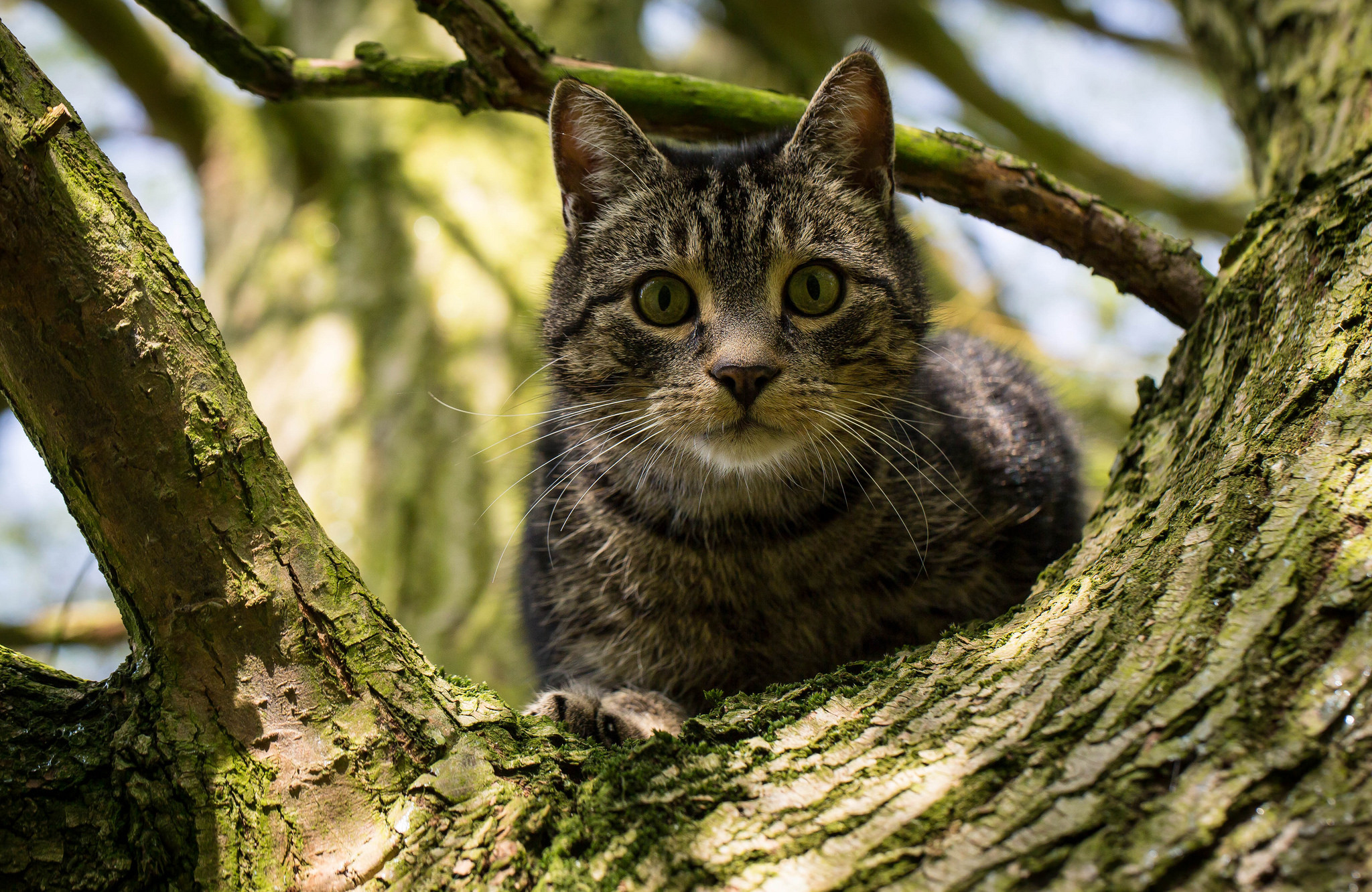 Handy-Wallpaper Tiere, Katzen, Katze, Starren kostenlos herunterladen.