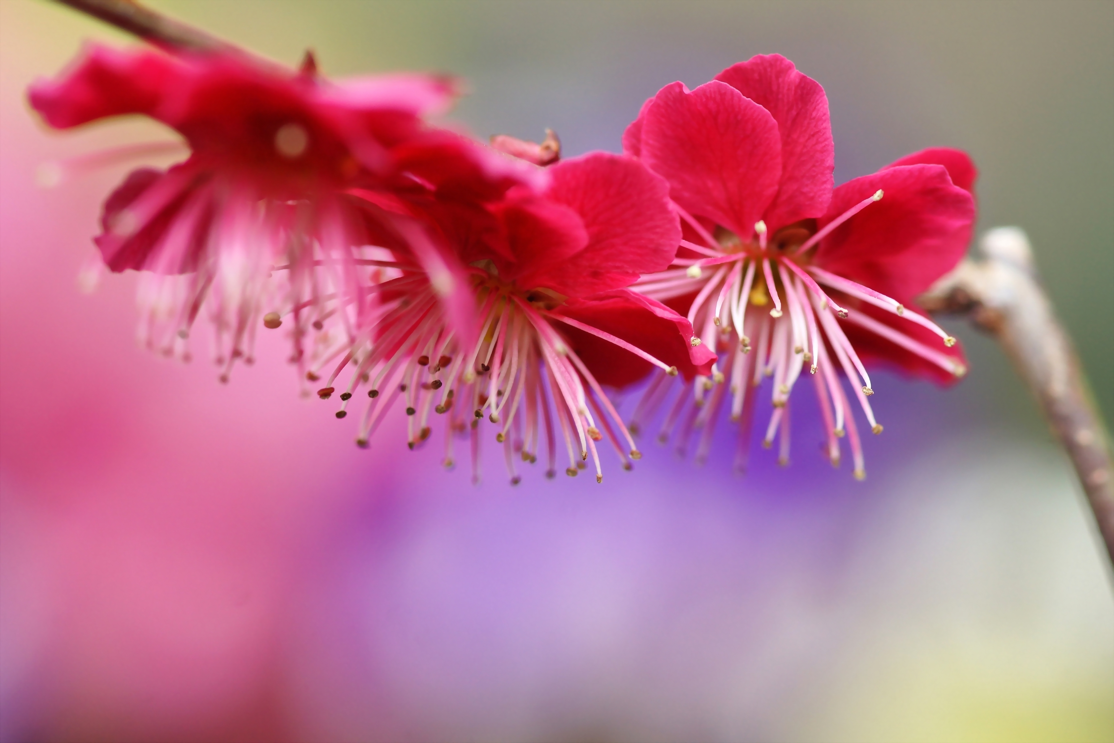 spring, flowers, pink, plum, macro, wood, tree, bloom, flowering, branch