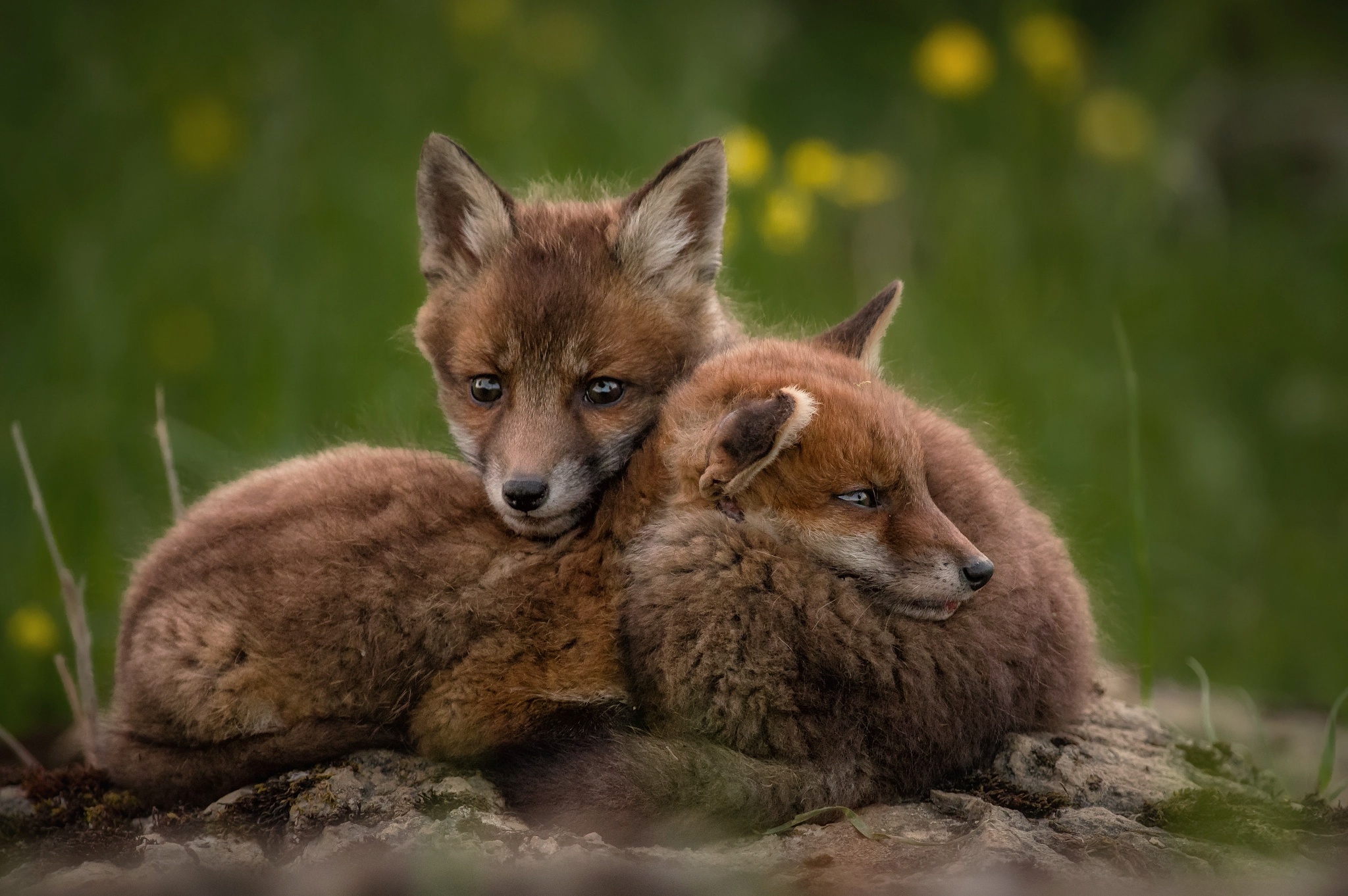 Baixar papel de parede para celular de Animais, Raposa, Animal Bebê, Filhote gratuito.