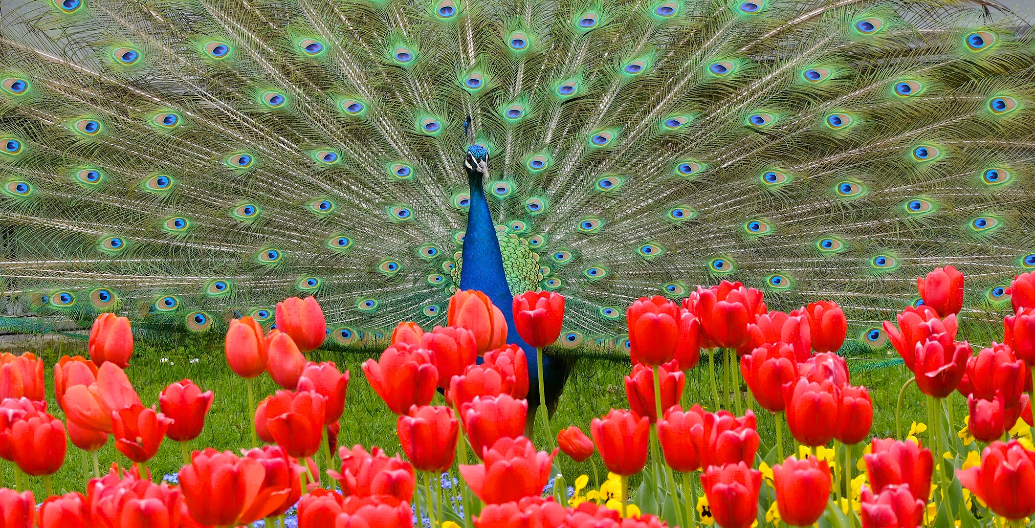 Laden Sie das Tiere, Vögel, Blume, Vogel, Pfau, Tulpe, Rote Blume-Bild kostenlos auf Ihren PC-Desktop herunter