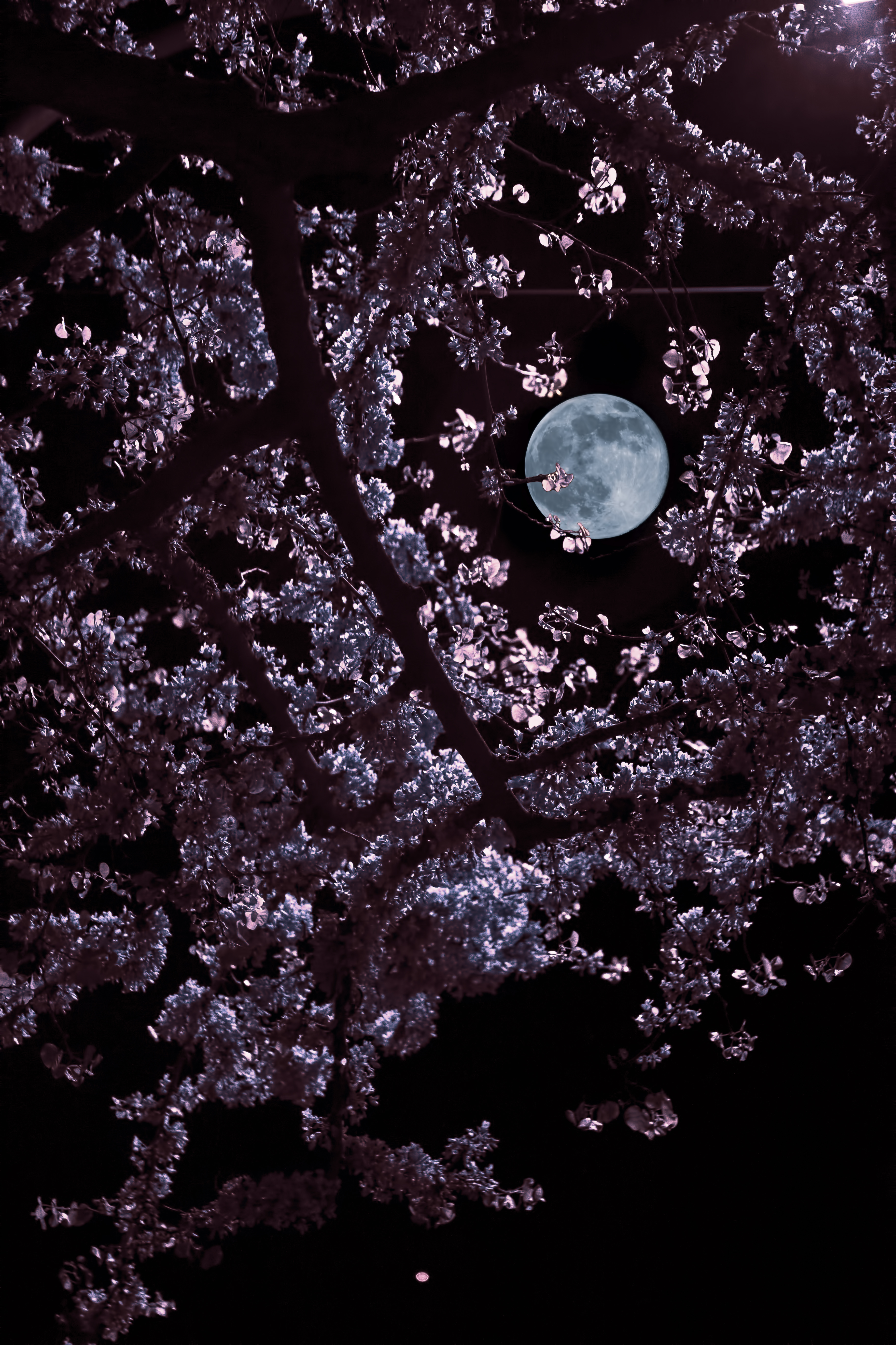 Free download wallpaper Leaves, Branches, Dark, Moon on your PC desktop