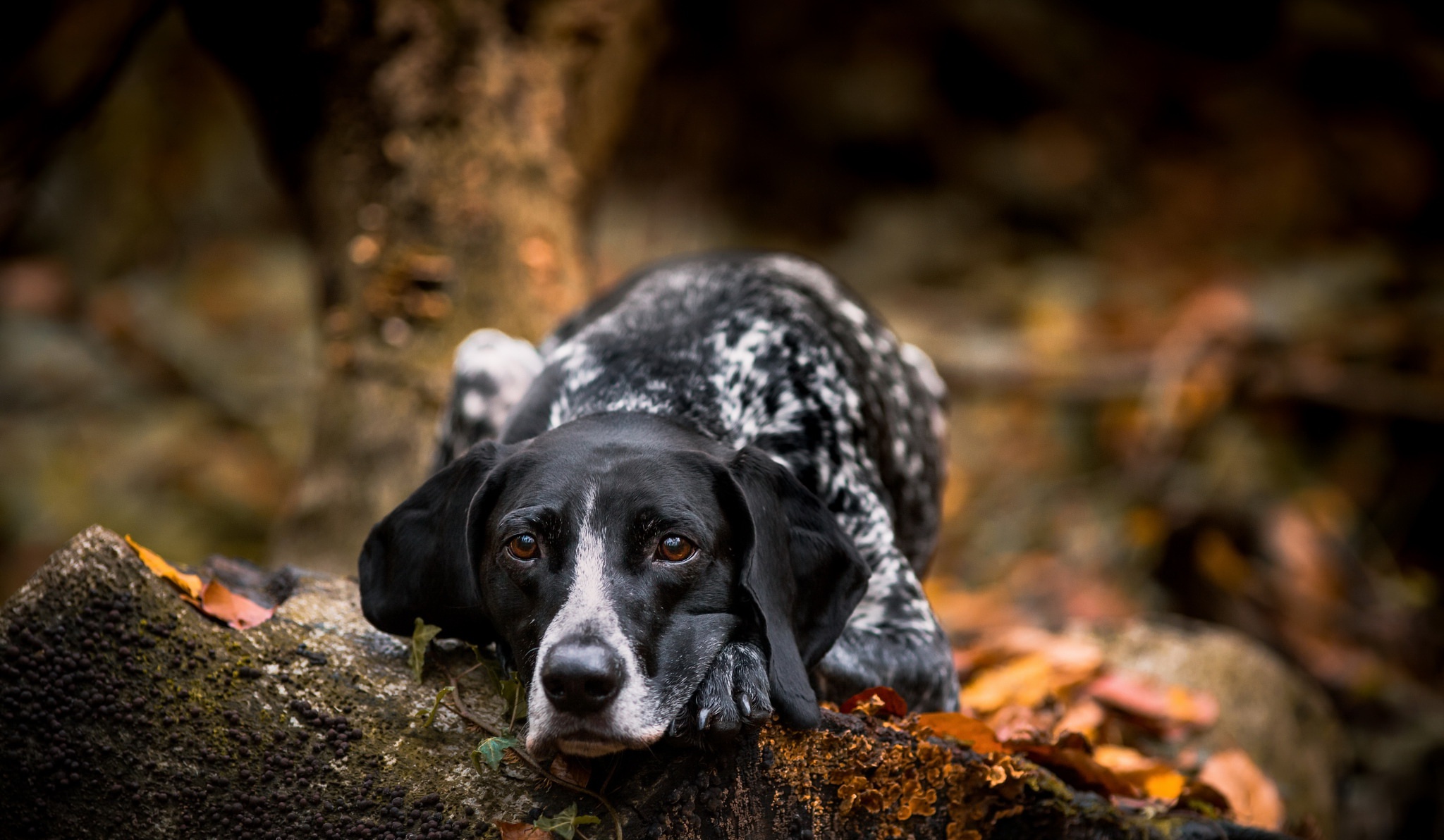 Download mobile wallpaper Dogs, Dog, Animal, Resting, Braque D'auvergne for free.