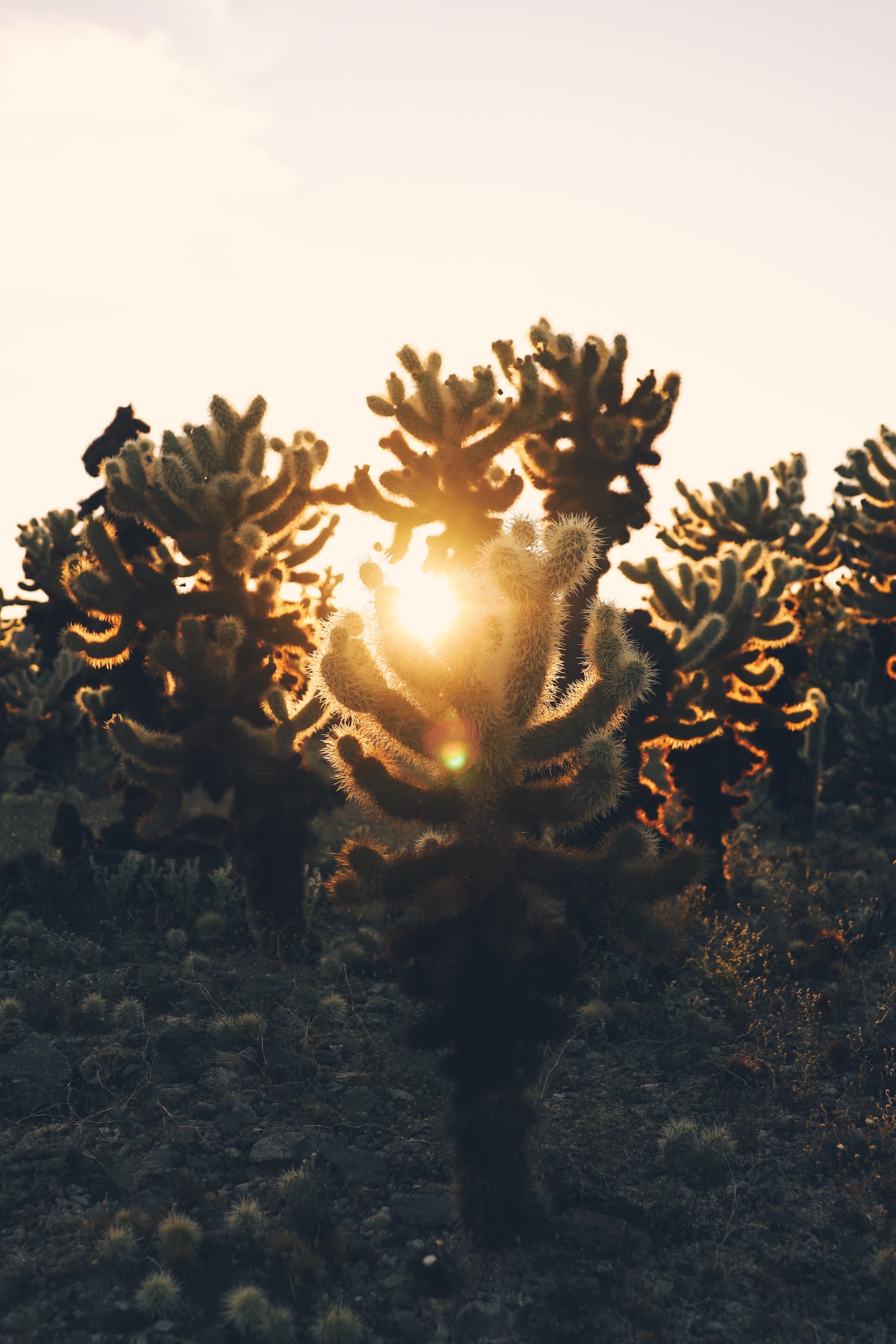 Download mobile wallpaper Cactuses, Nature, Sunlight, Sunset, Desert for free.