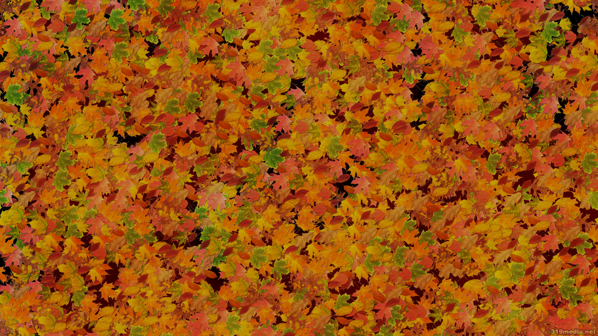Download mobile wallpaper Leaf, Fall, Earth for free.