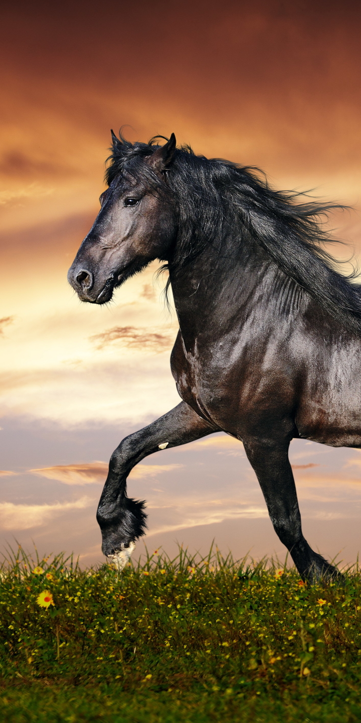 Download mobile wallpaper Animal, Horse for free.