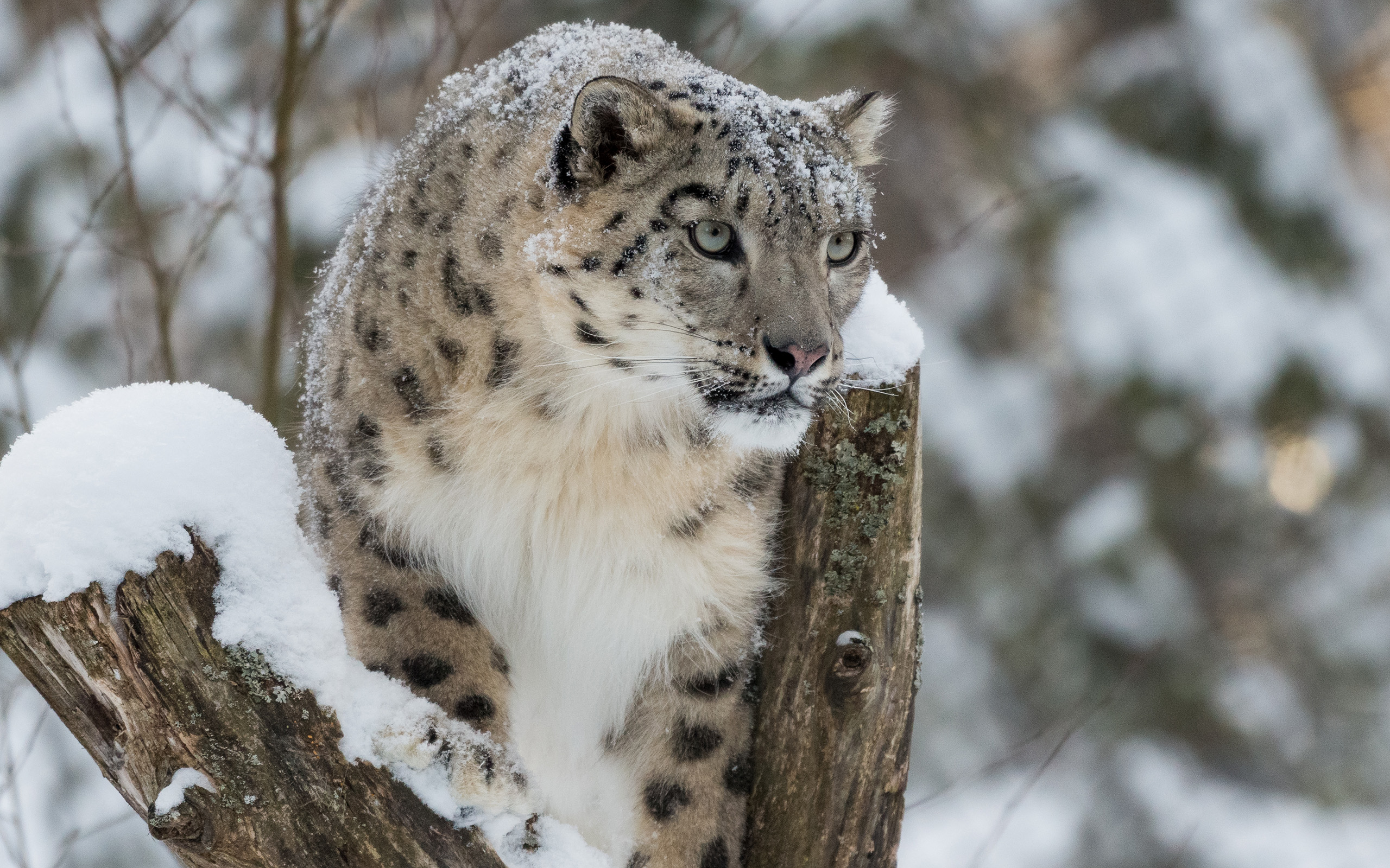 Descarga gratis la imagen Animales, Gatos, Nieve, Leopardo De Las Nieves en el escritorio de tu PC