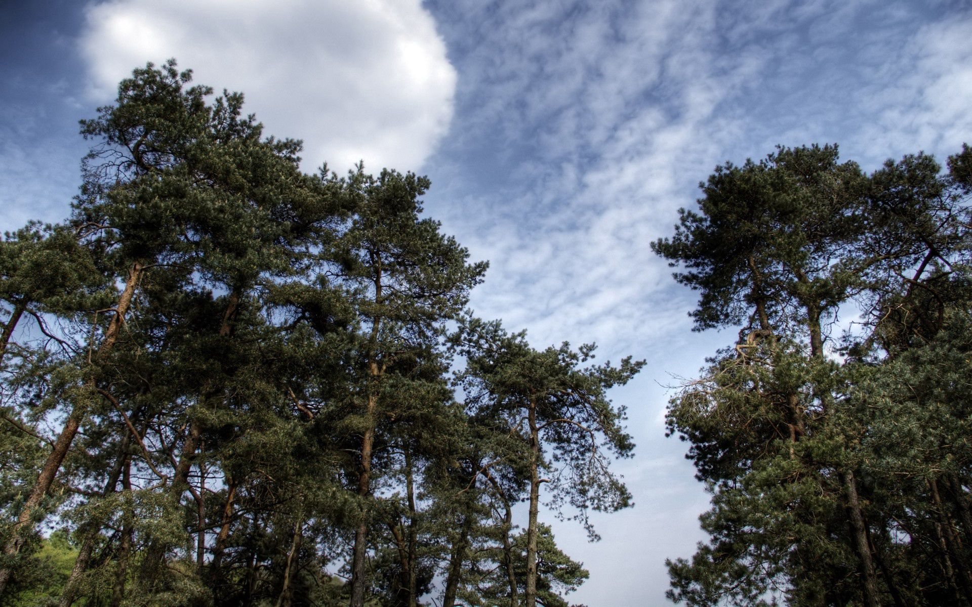 clouds, nature, trees, sky, pine, conifers, coniferous, crown, air, crowns