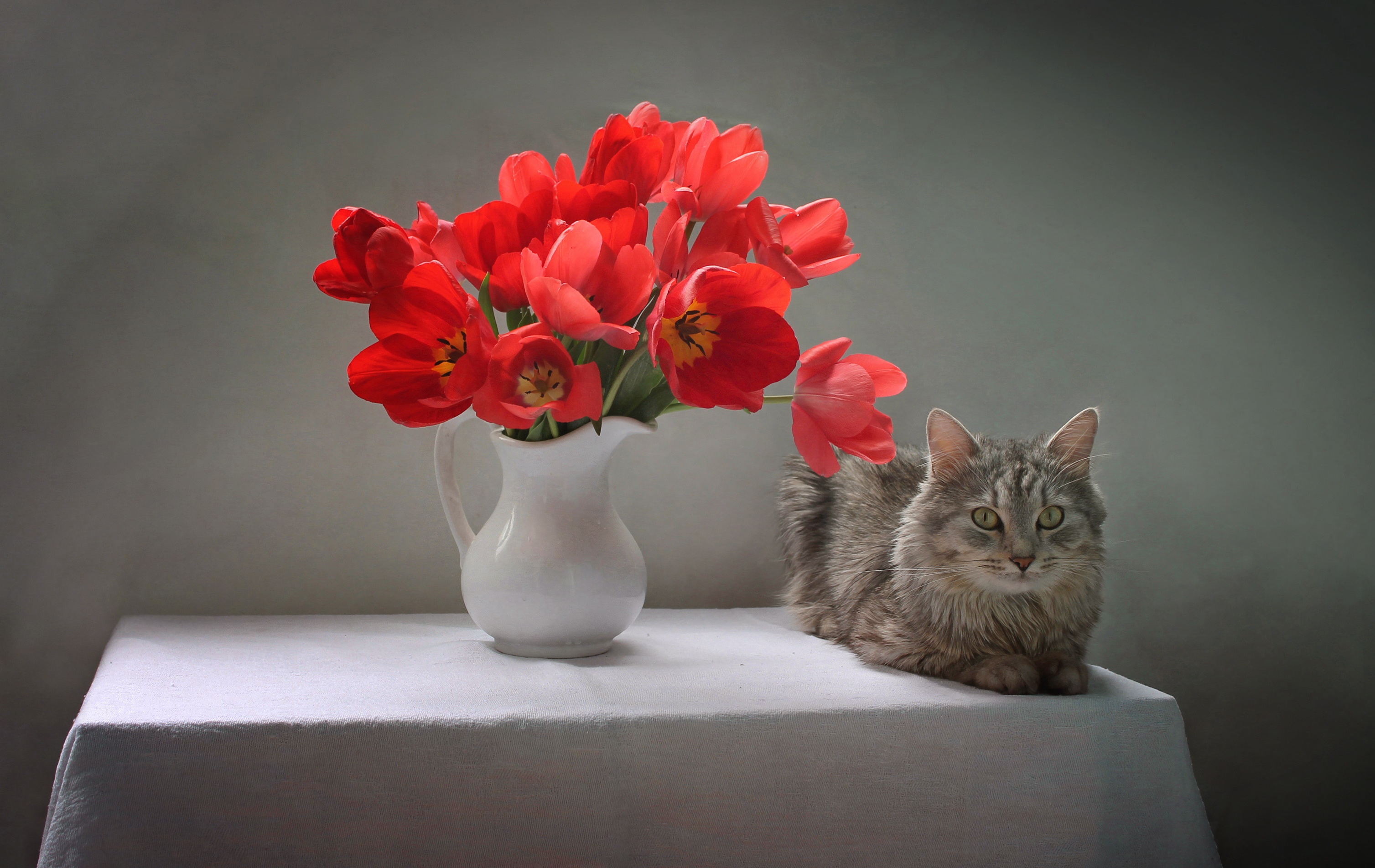 Baixe gratuitamente a imagem Animais, Gatos, Gato na área de trabalho do seu PC