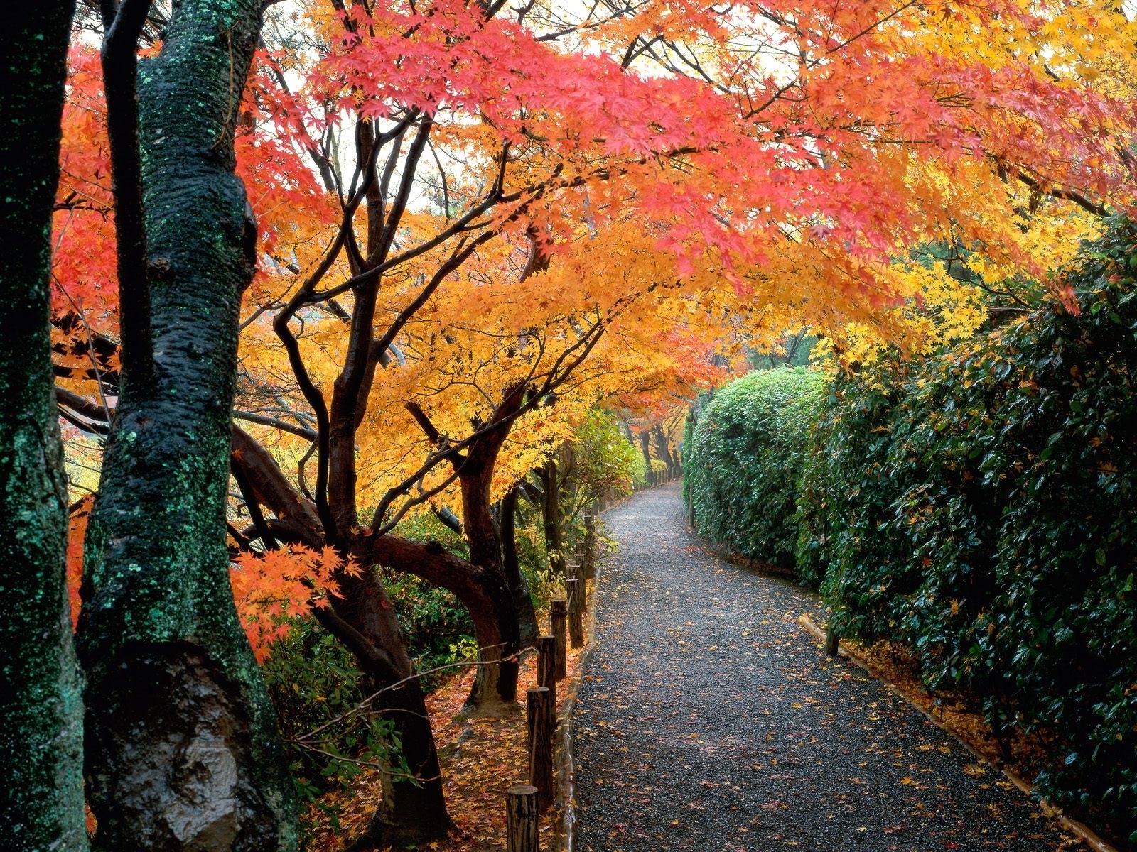 Free download wallpaper Trees, Roads, Landscape, Autumn on your PC desktop