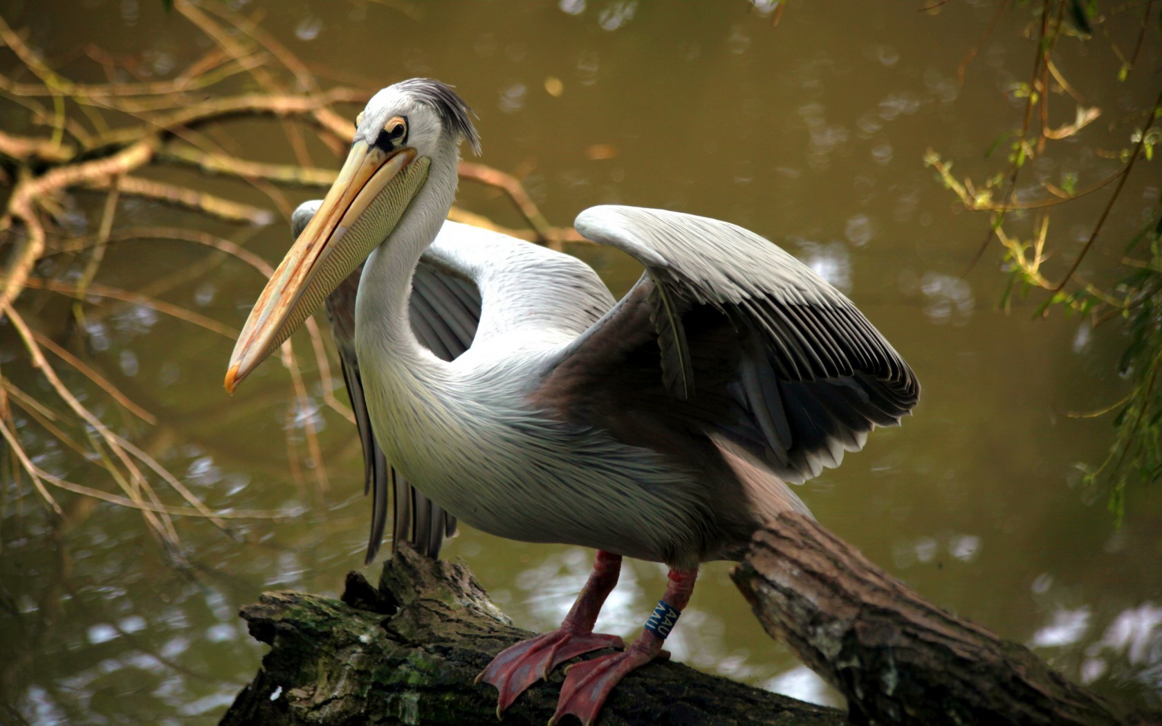 Free download wallpaper Birds, Animal, Pelican on your PC desktop