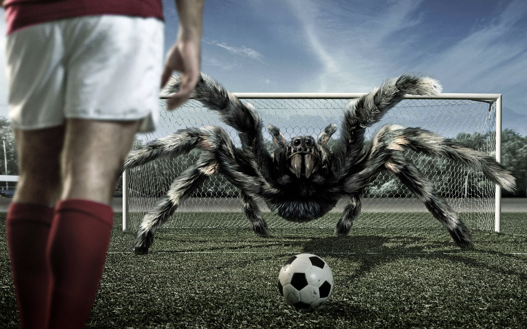 521884 descargar fondo de pantalla animales, araña, fútbol, tarántula, arañas: protectores de pantalla e imágenes gratis
