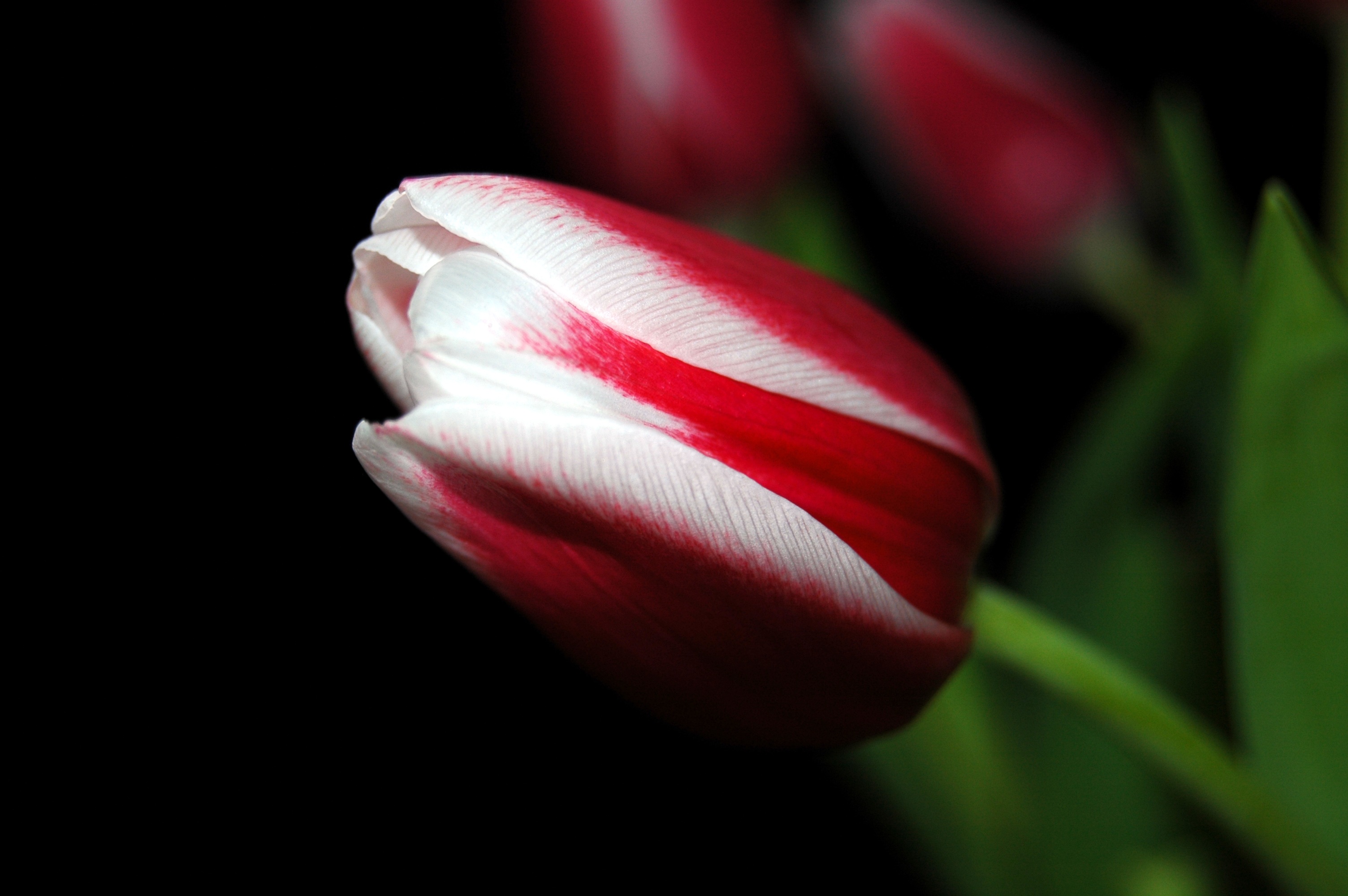 Baixar papel de parede para celular de Flor, Close Up, Tulipa, Fechar Se, Listras, Estrias, Flores gratuito.
