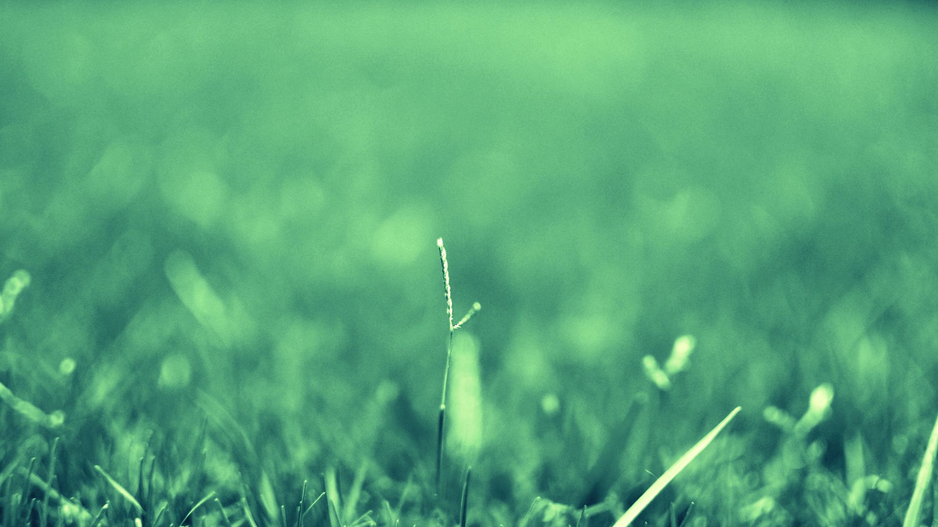 grass, plant, macro, blur, smooth, faded