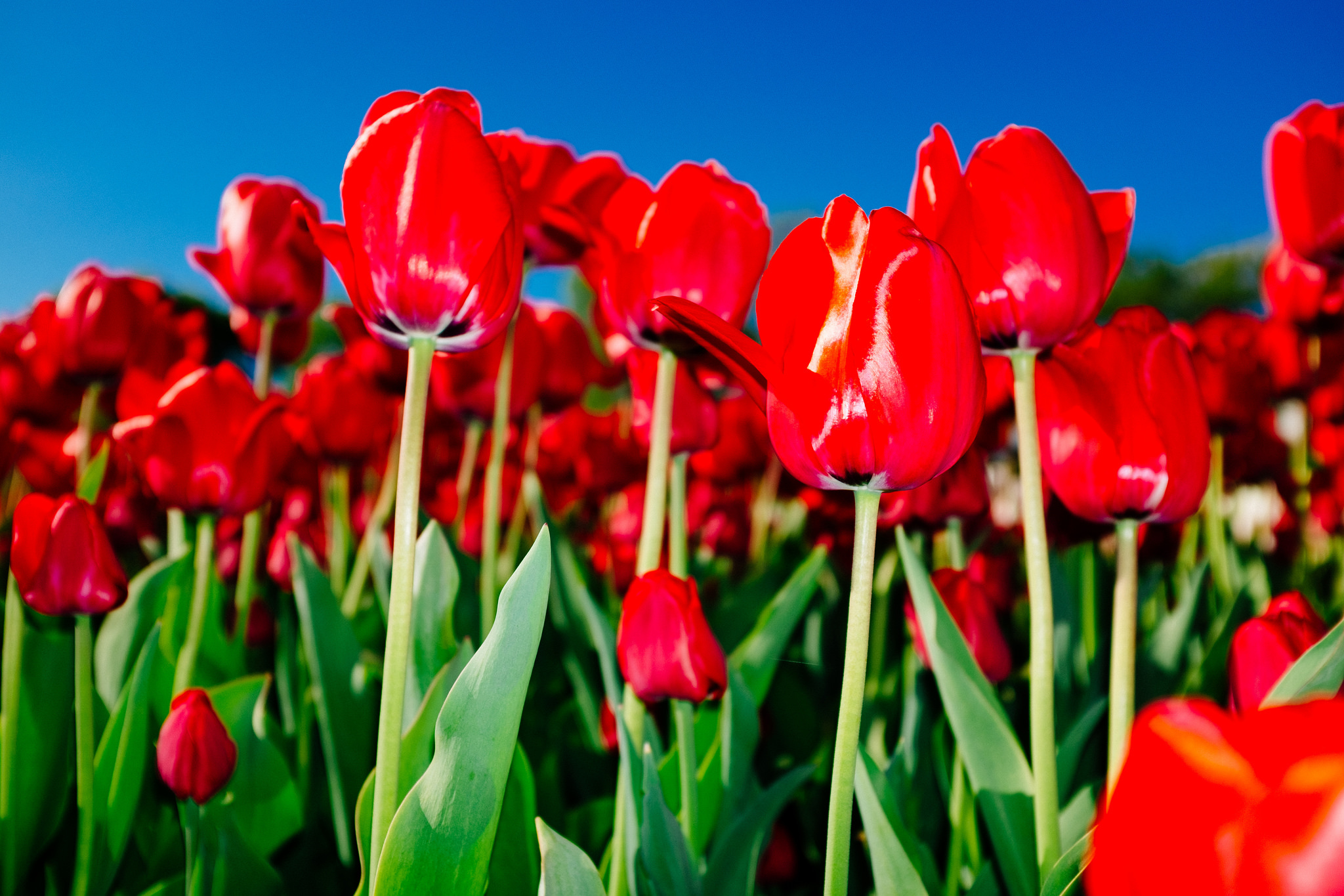無料モバイル壁紙自然, フラワーズ, チューリップ, 花, 地球, 赤い花をダウンロードします。