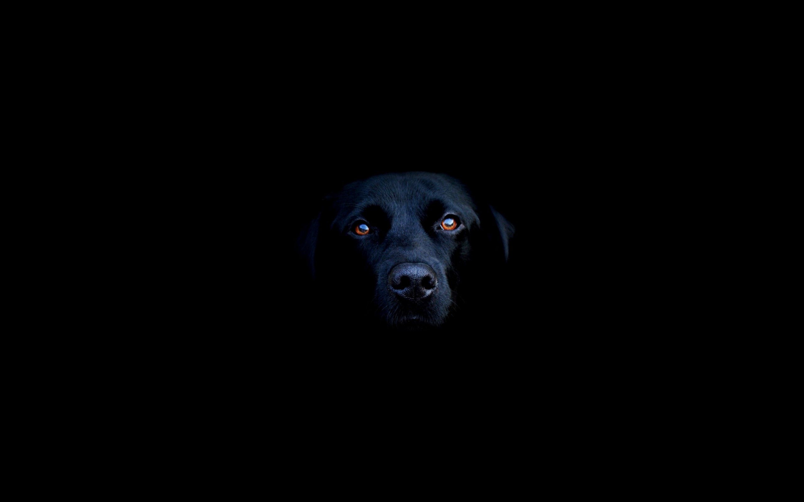 139008 скачать обои собака, нос, глаза, тень, черный, морда, минимализм - заставки и картинки бесплатно