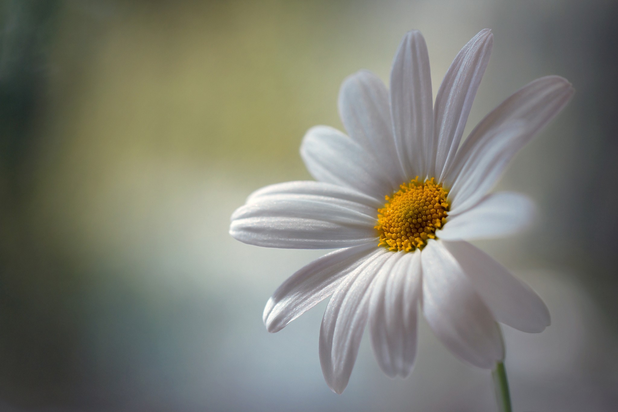 Laden Sie das Natur, Blumen, Nahansicht, Gänseblümchen, Weiße Blume, Erde/natur-Bild kostenlos auf Ihren PC-Desktop herunter