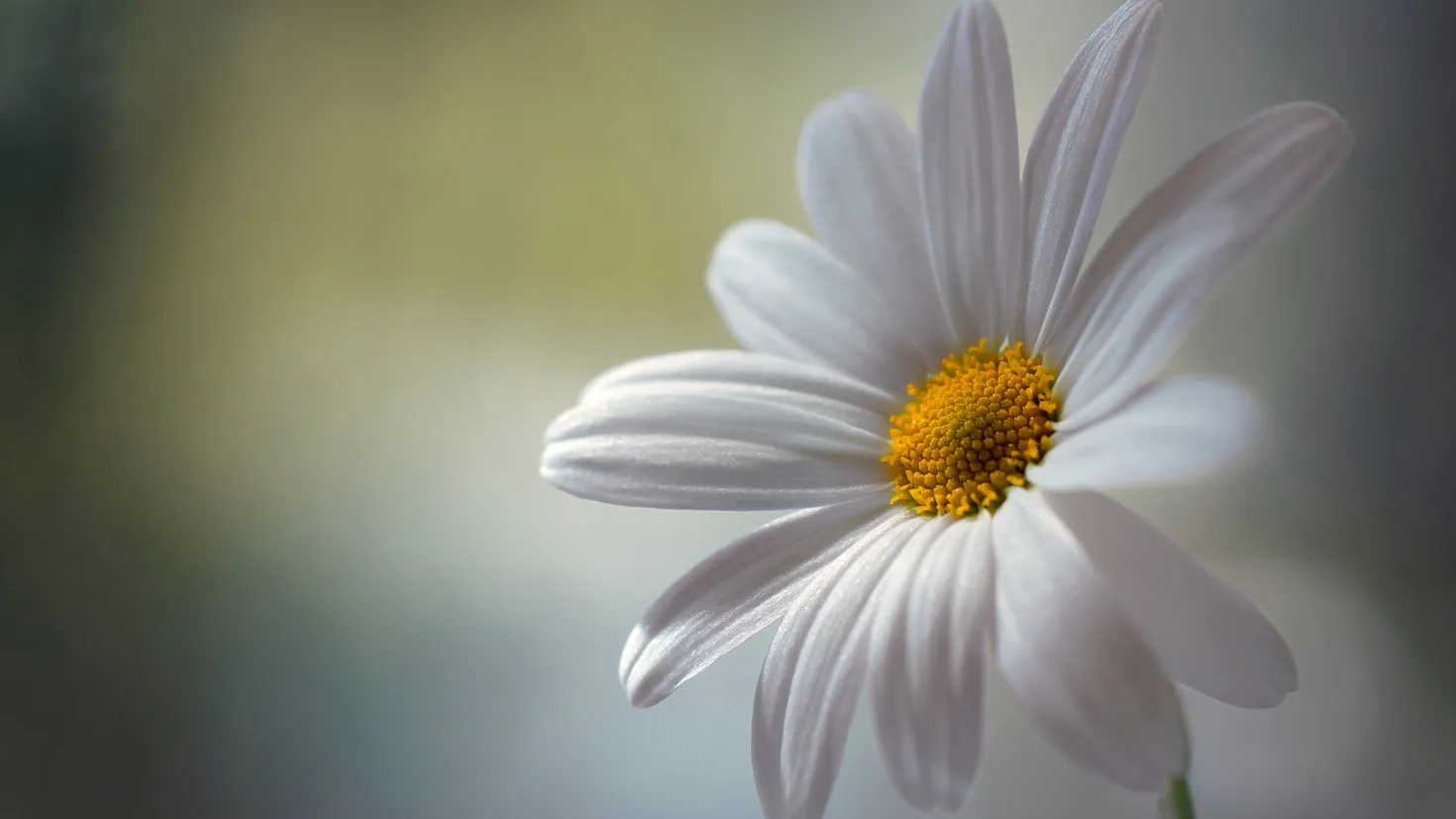 Desktop wallpaper: Nature, Earth, Daisy, Close Up, White Flower ...