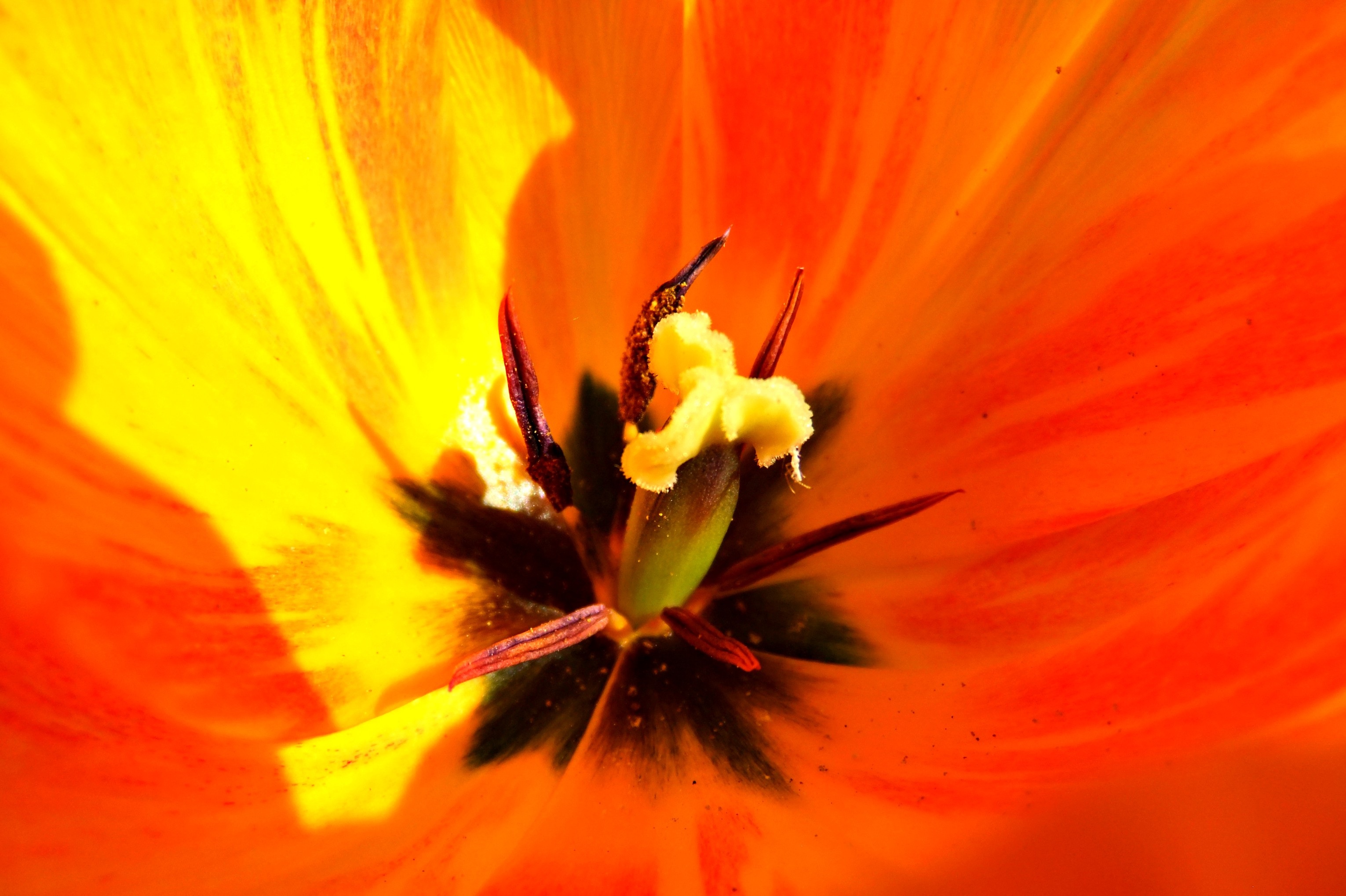 96701 Bild herunterladen blume, makro, blütenblätter, tulpe, tulip, stempel, pestics - Hintergrundbilder und Bildschirmschoner kostenlos