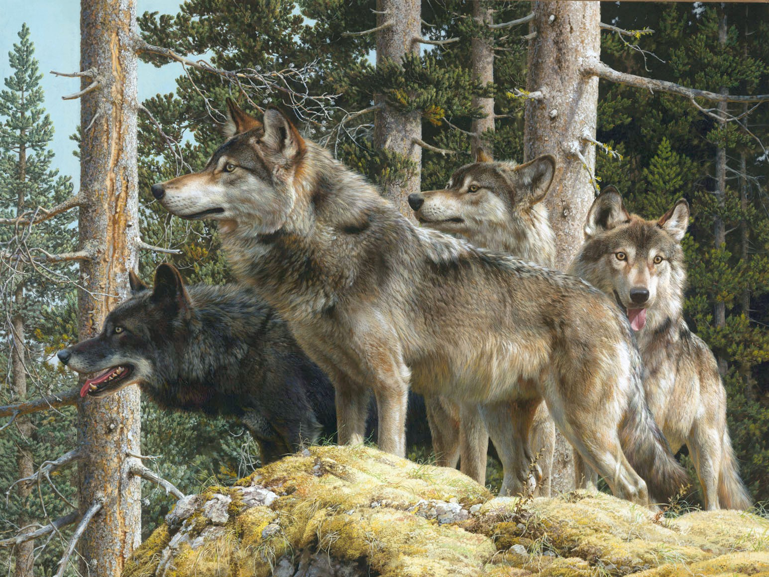 Laden Sie das Tiere, Wald, Wolf, Wolves-Bild kostenlos auf Ihren PC-Desktop herunter