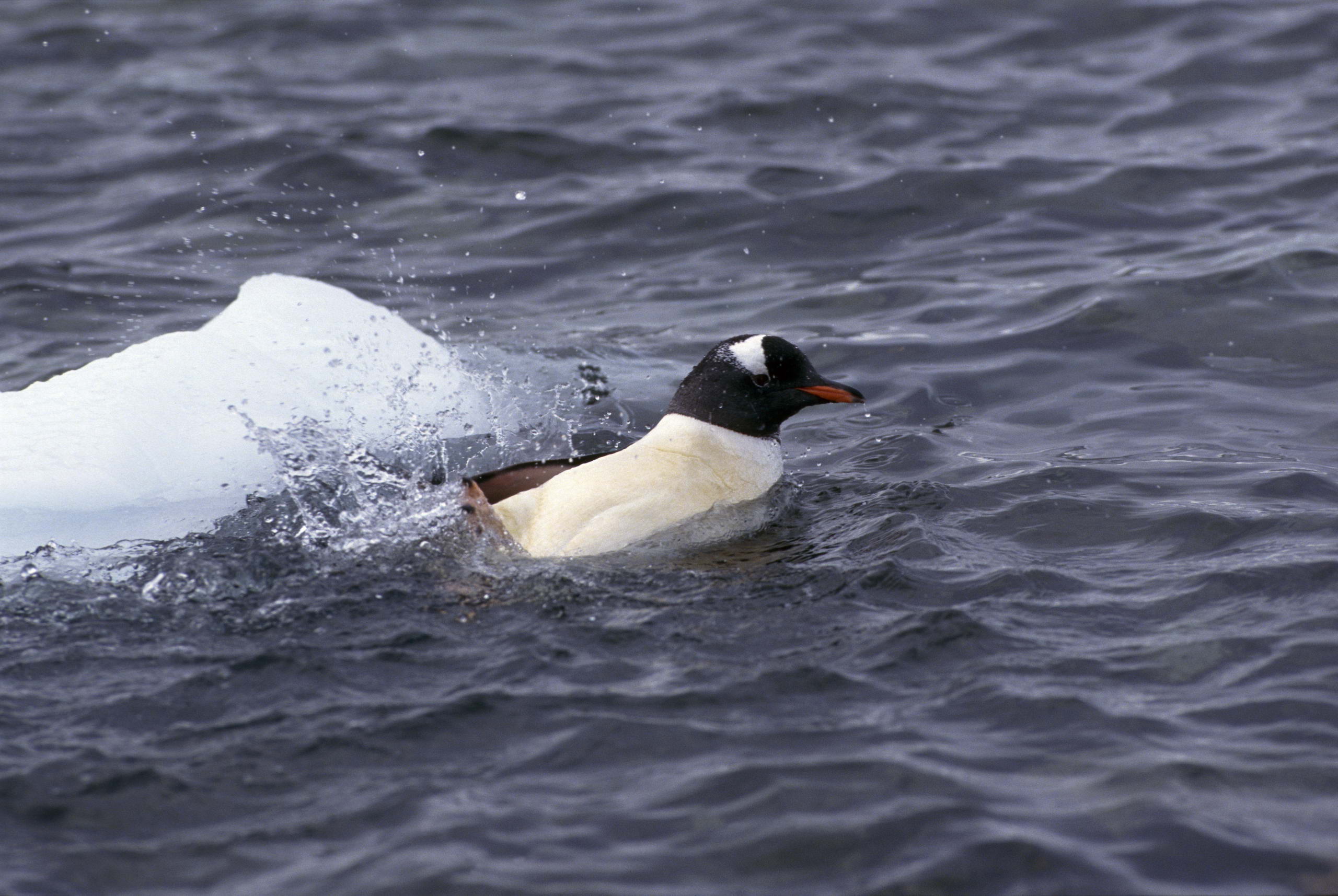 Baixe gratuitamente a imagem Animais, Aves, Pinguim na área de trabalho do seu PC