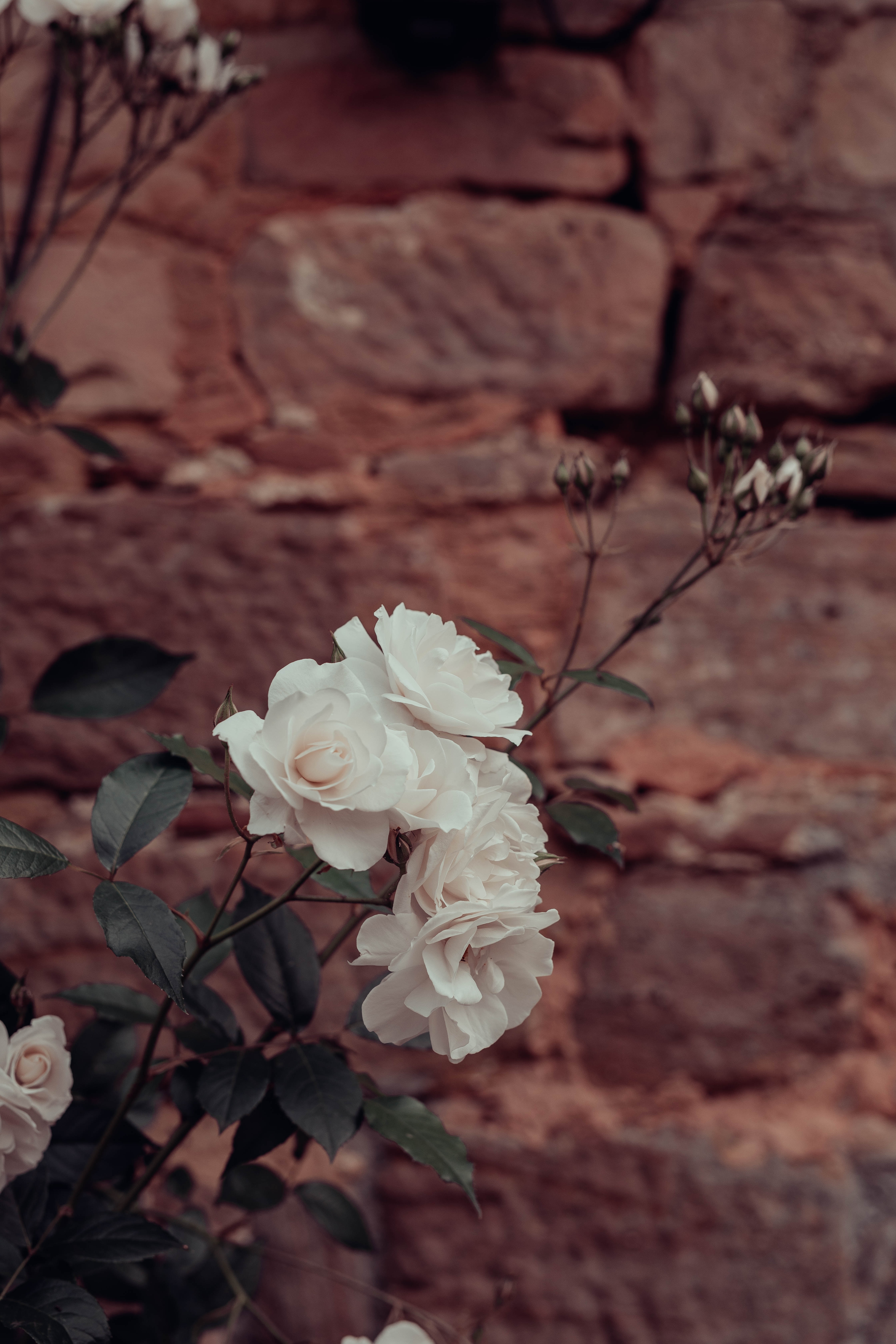 Скачать обои бесплатно Стена, Белый, Растение, Цветы, Розы картинка на рабочий стол ПК
