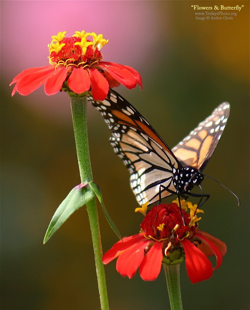 無料モバイル壁紙植物, フラワーズ, 昆虫, 蝶をダウンロードします。