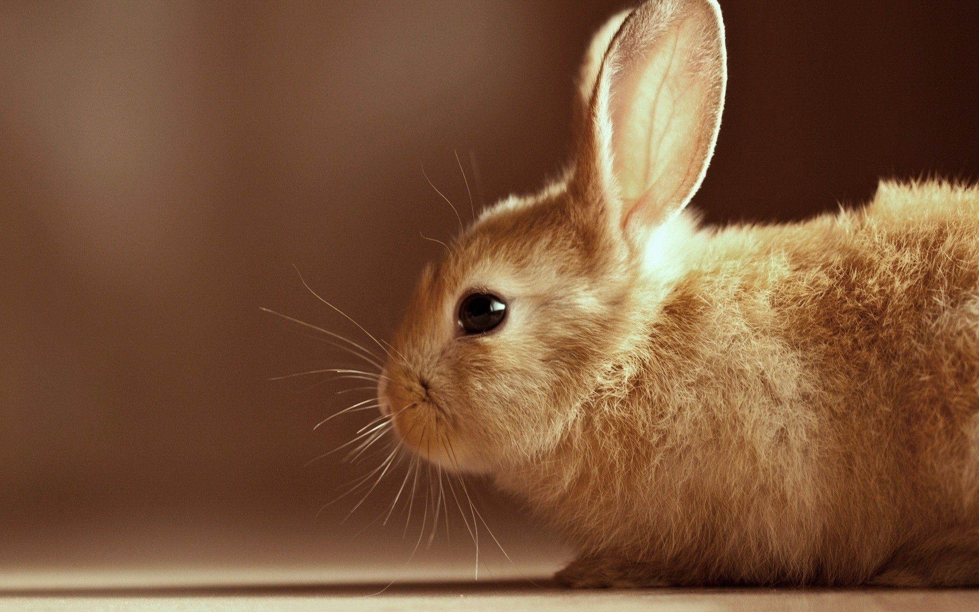 Free download wallpaper Animal, Rabbit on your PC desktop