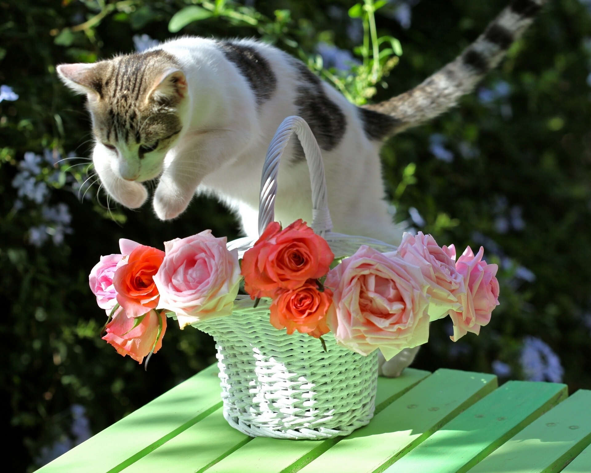 無料モバイル壁紙ネコ, 猫, 花, 動物, 可愛いをダウンロードします。