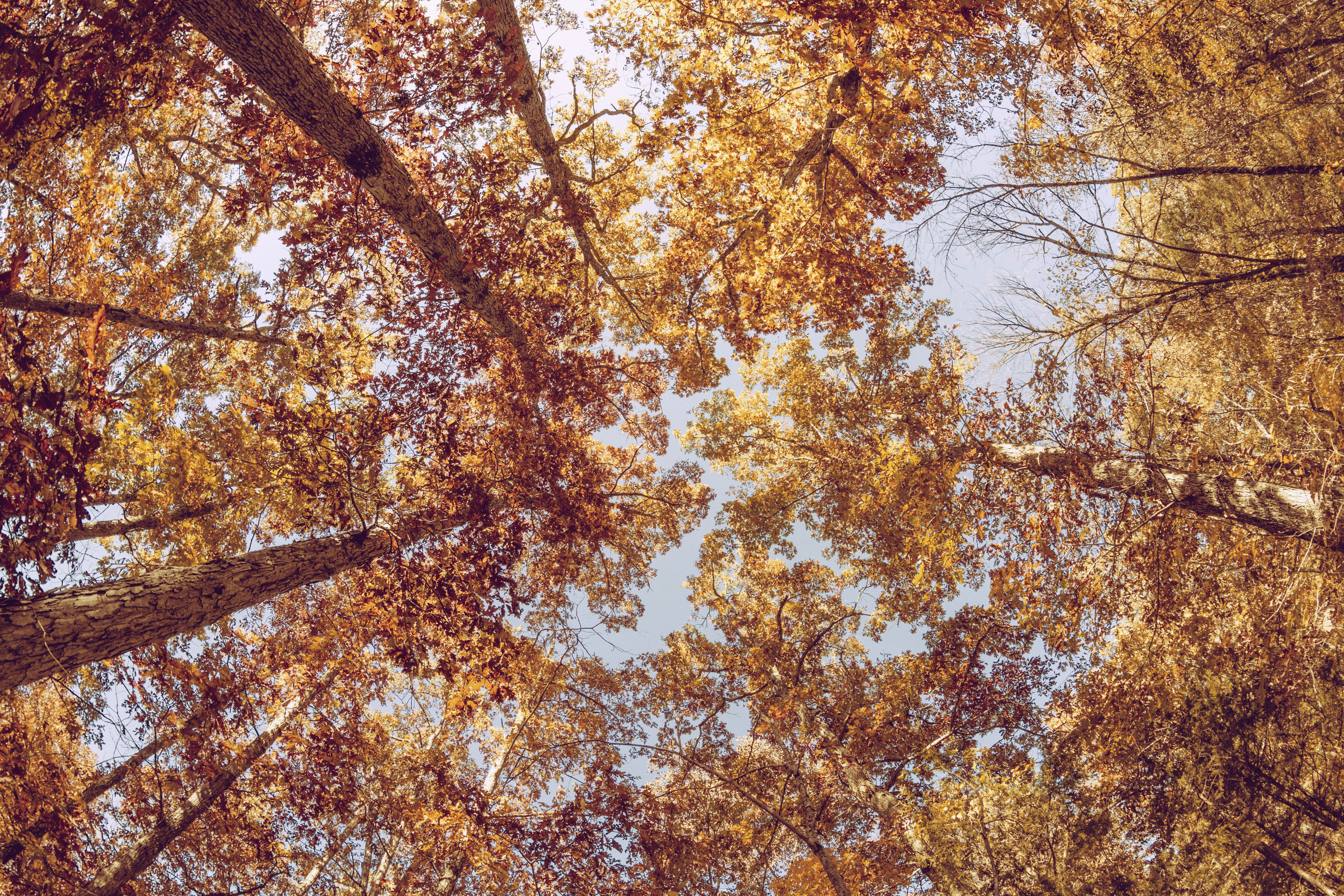 Free download wallpaper Nature, Trees, Bottom View, Autumn on your PC desktop
