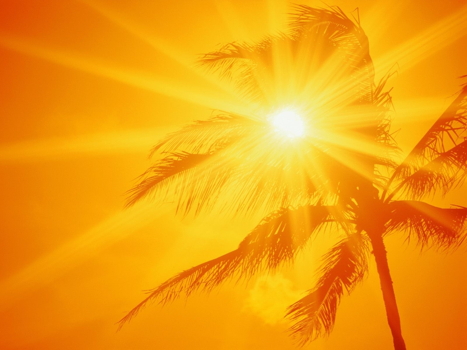 Free download wallpaper Sun, Palms, Background on your PC desktop