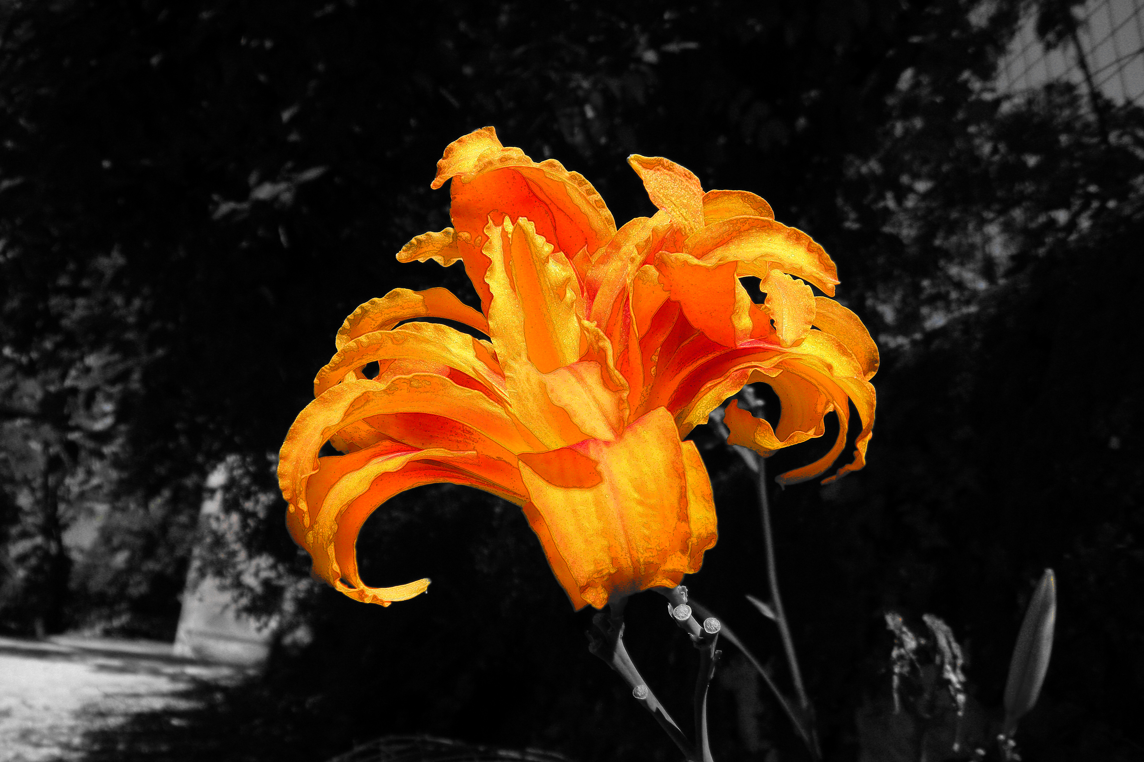 522946 Hintergrundbild herunterladen erde/natur, lilie, selektive farbe, blumen - Bildschirmschoner und Bilder kostenlos