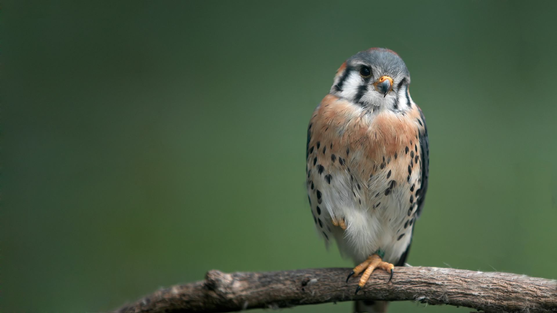 Téléchargez des papiers peints mobile Animaux, Oiseau gratuitement.