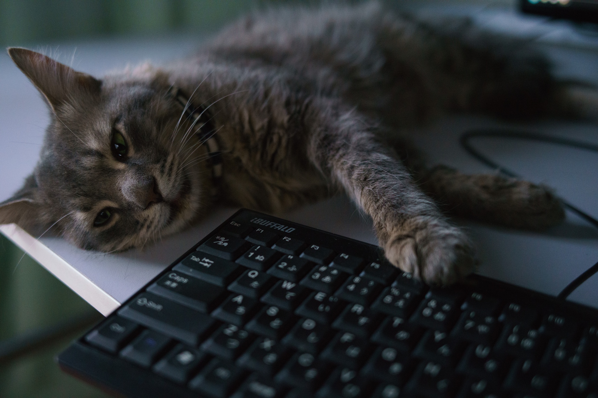 Free download wallpaper Cats, Cat, Animal, Keyboard on your PC desktop