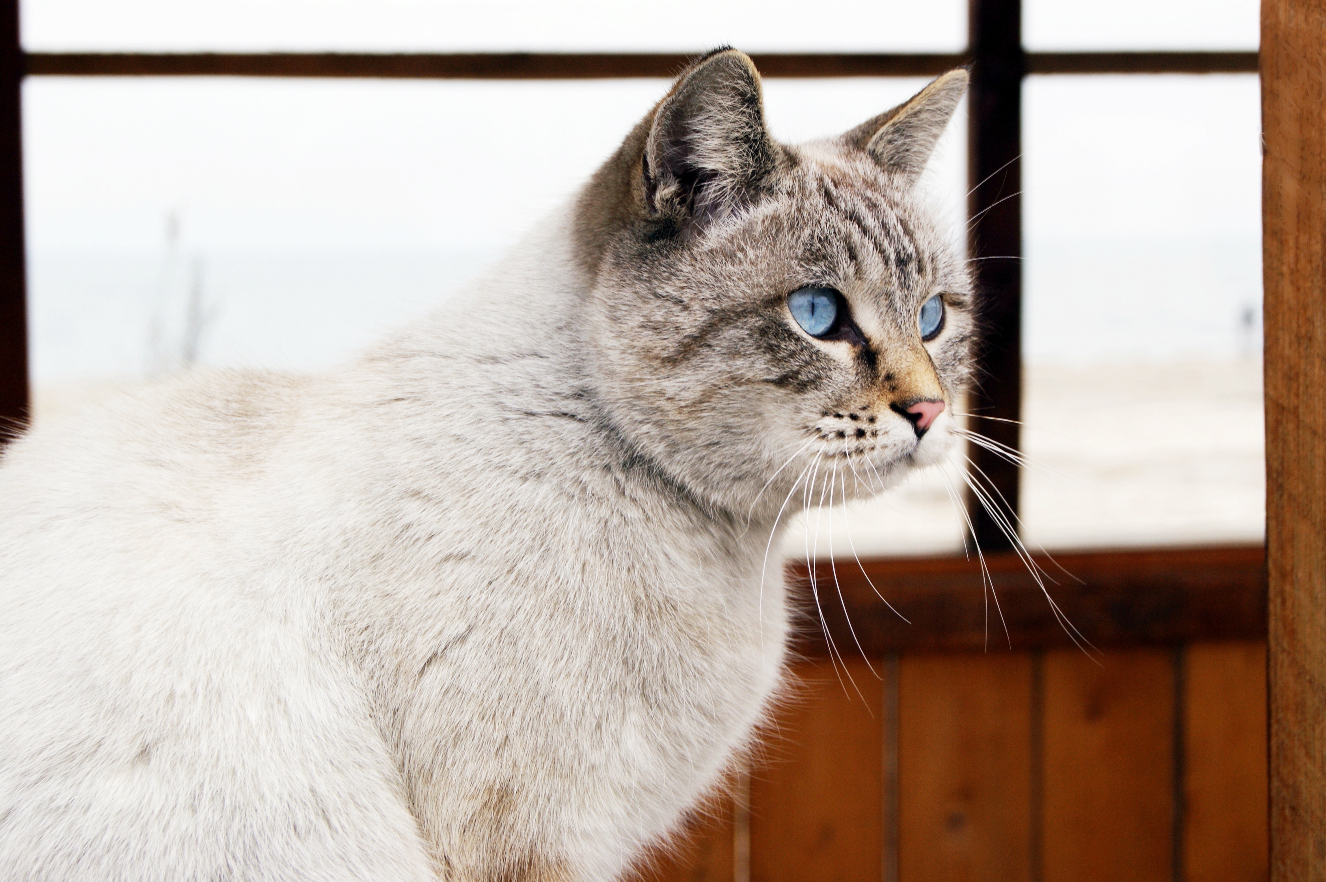 無料モバイル壁紙動物, 視力, 意見, 青い目, 青い目をした, ネコ, 窓, 猫をダウンロードします。